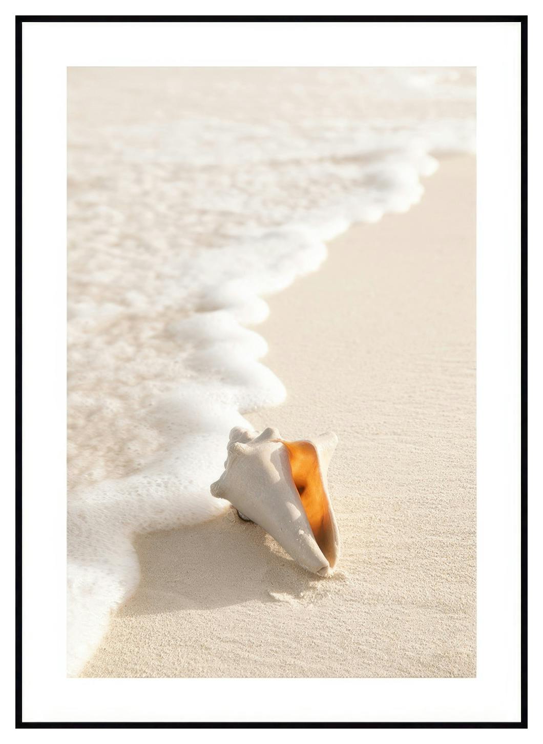Snäckskal Poster (50x70 cm) - Poster Store