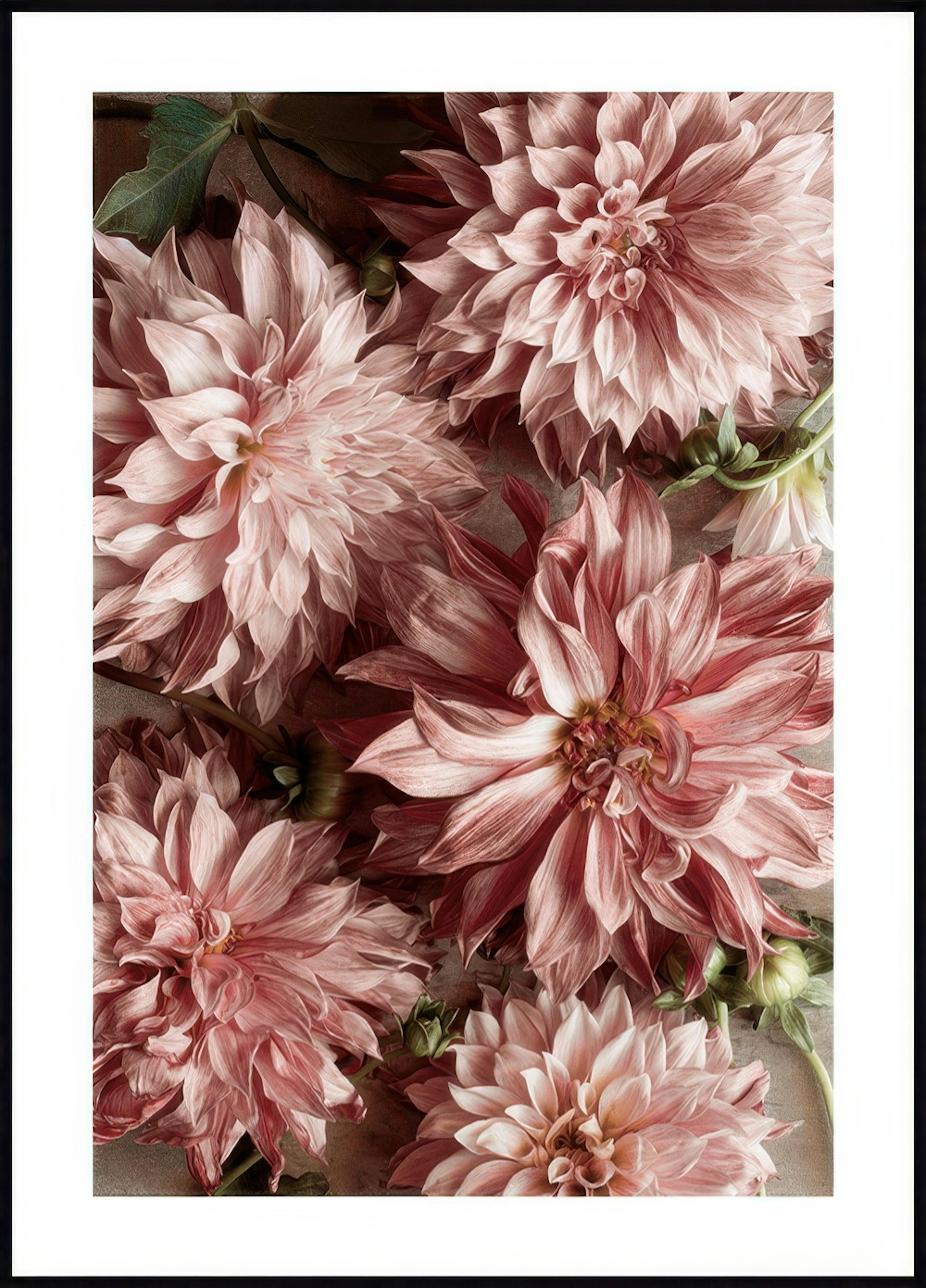 Romantic Dahlias 0