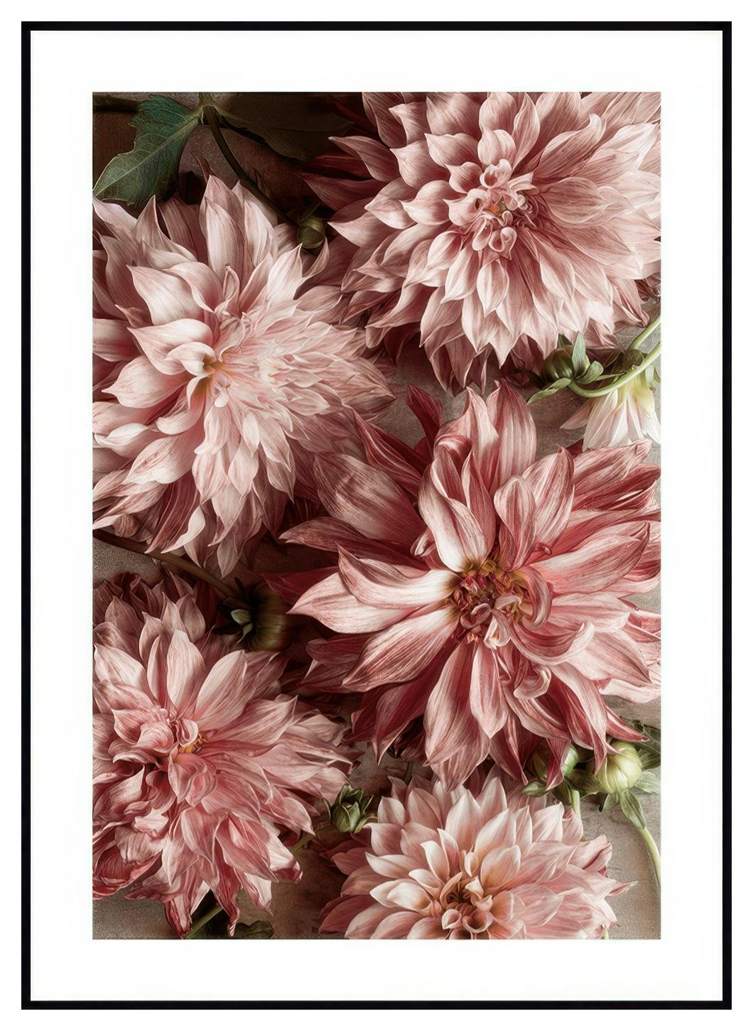Romantic Dahlias Poster (30x40 cm) - Poster Store