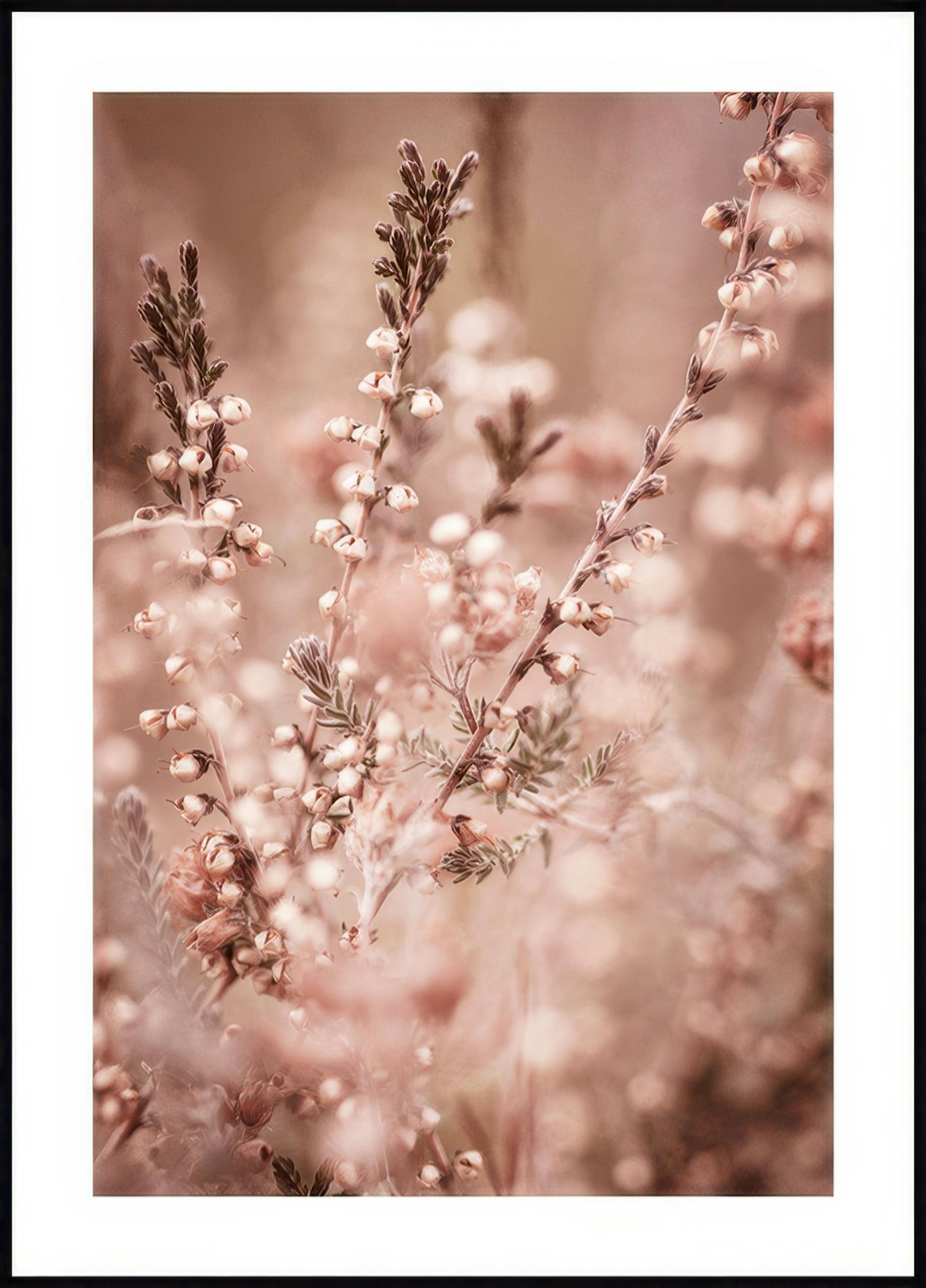 Poster di fiori di erica 0