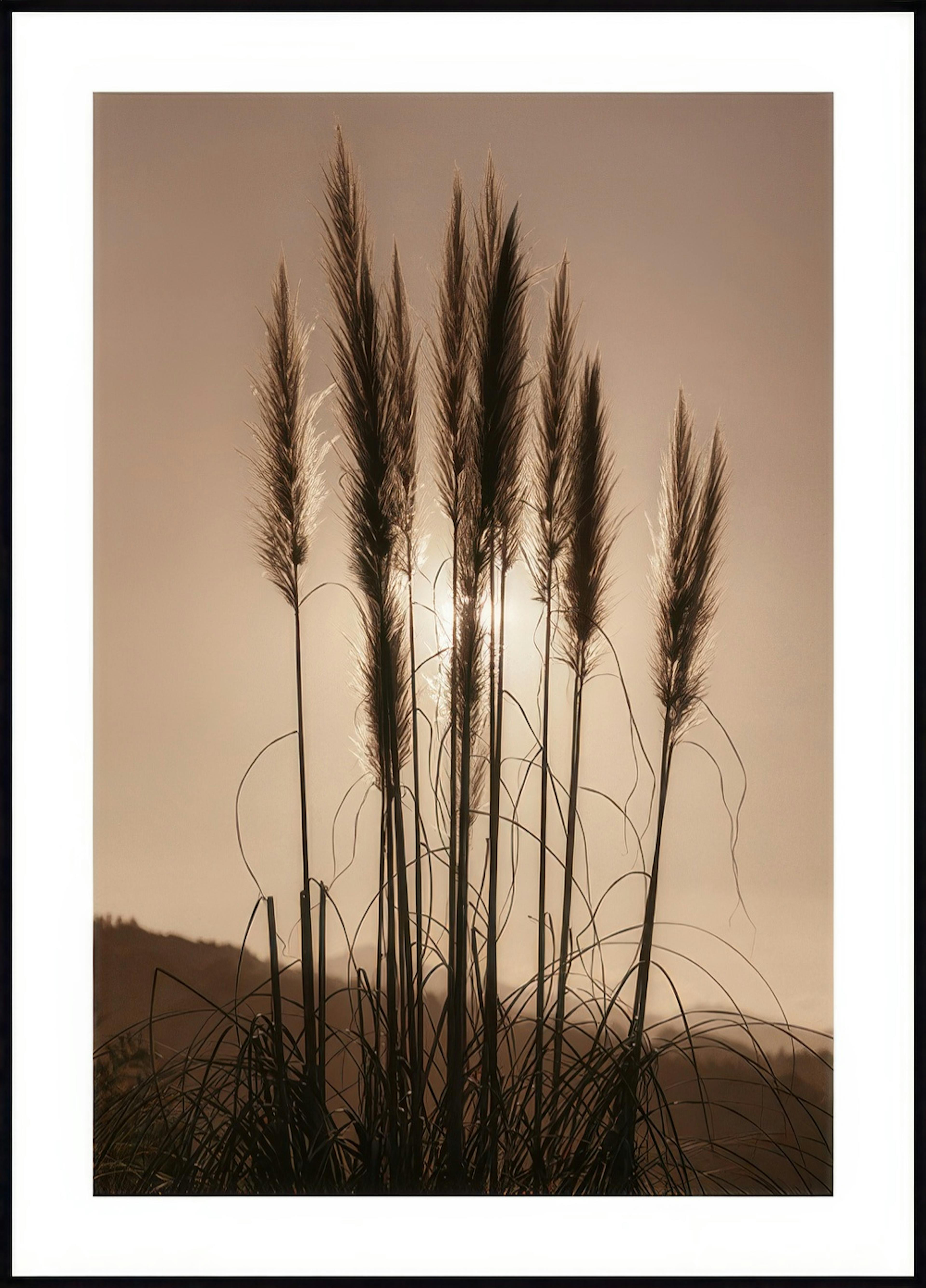 Grass at Sunset 0
