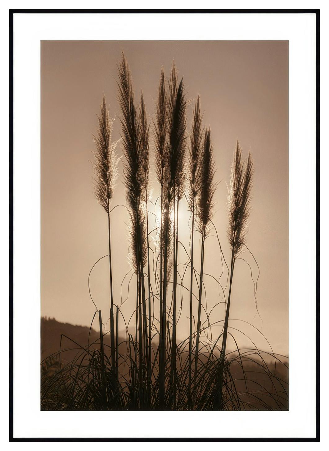 Grass at Sunset (50x70 cm) - Poster Store