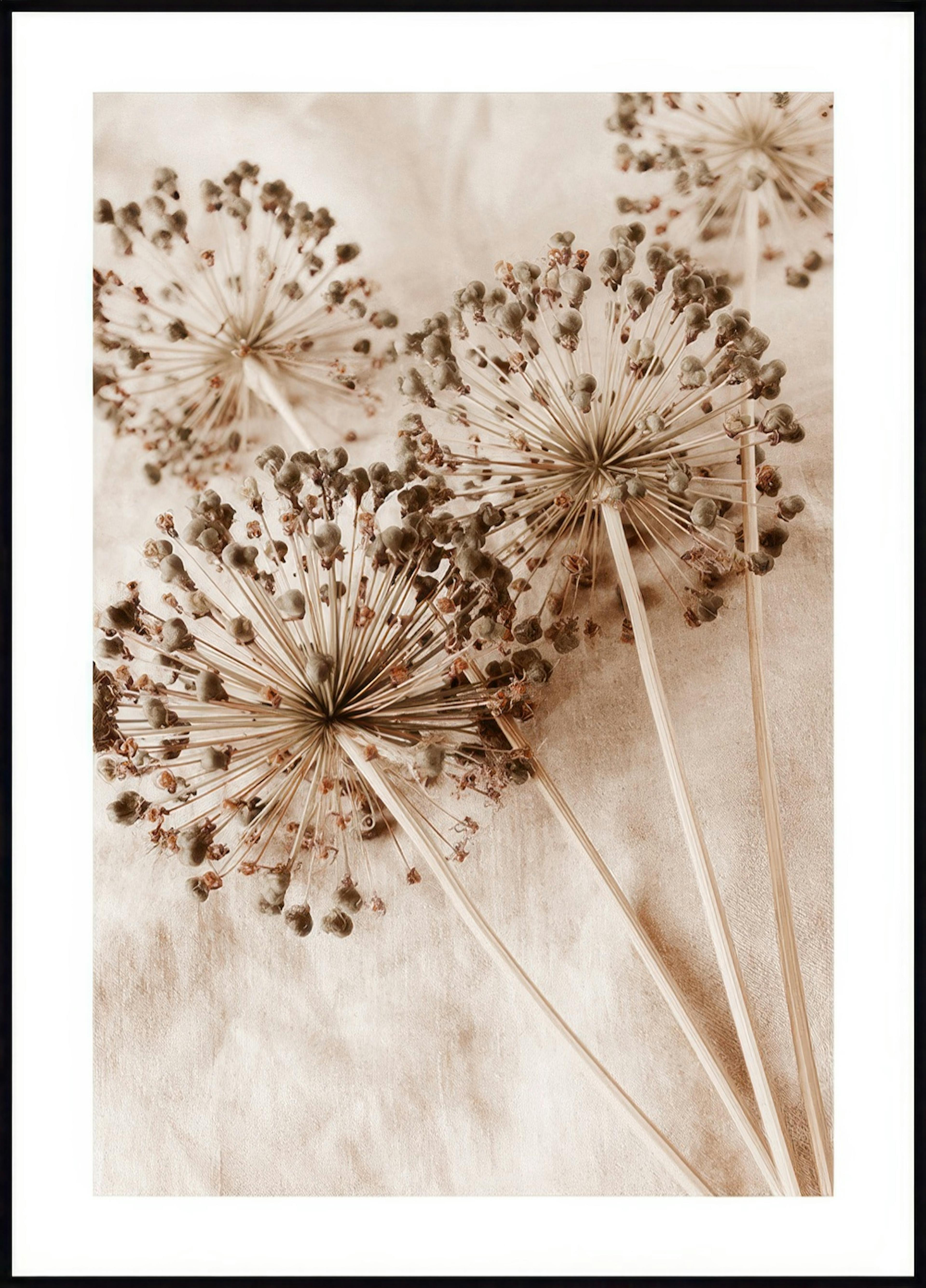 Dry Allium Flowers Poster 0