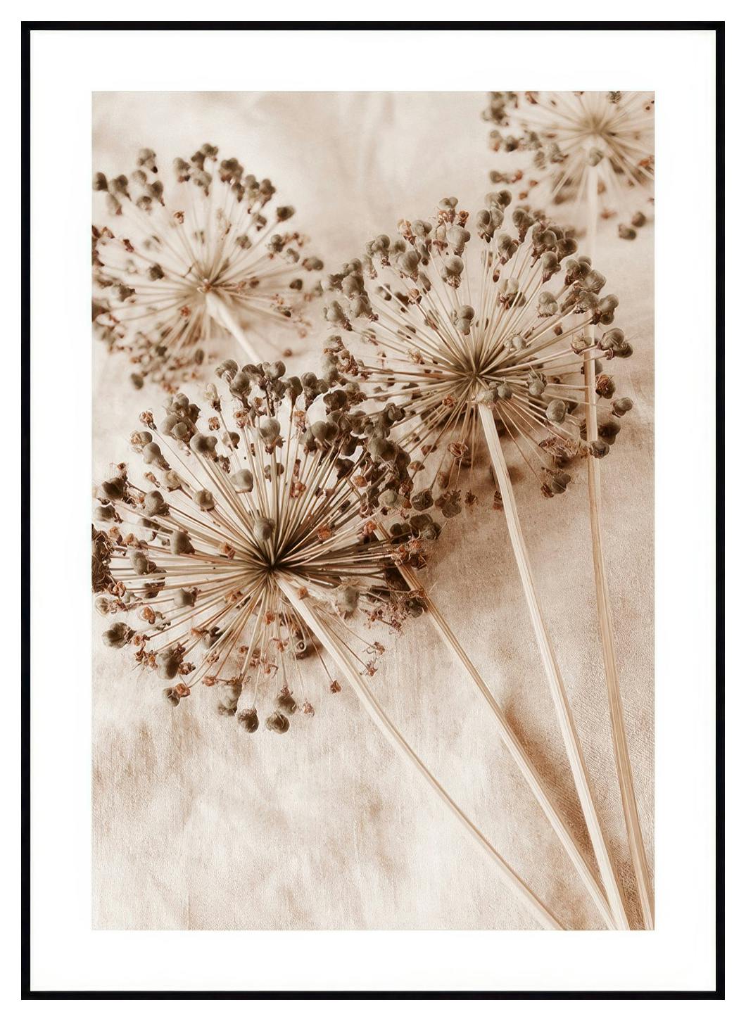 Dry Allium Flowers Poster (21x30 cm) - Poster Store