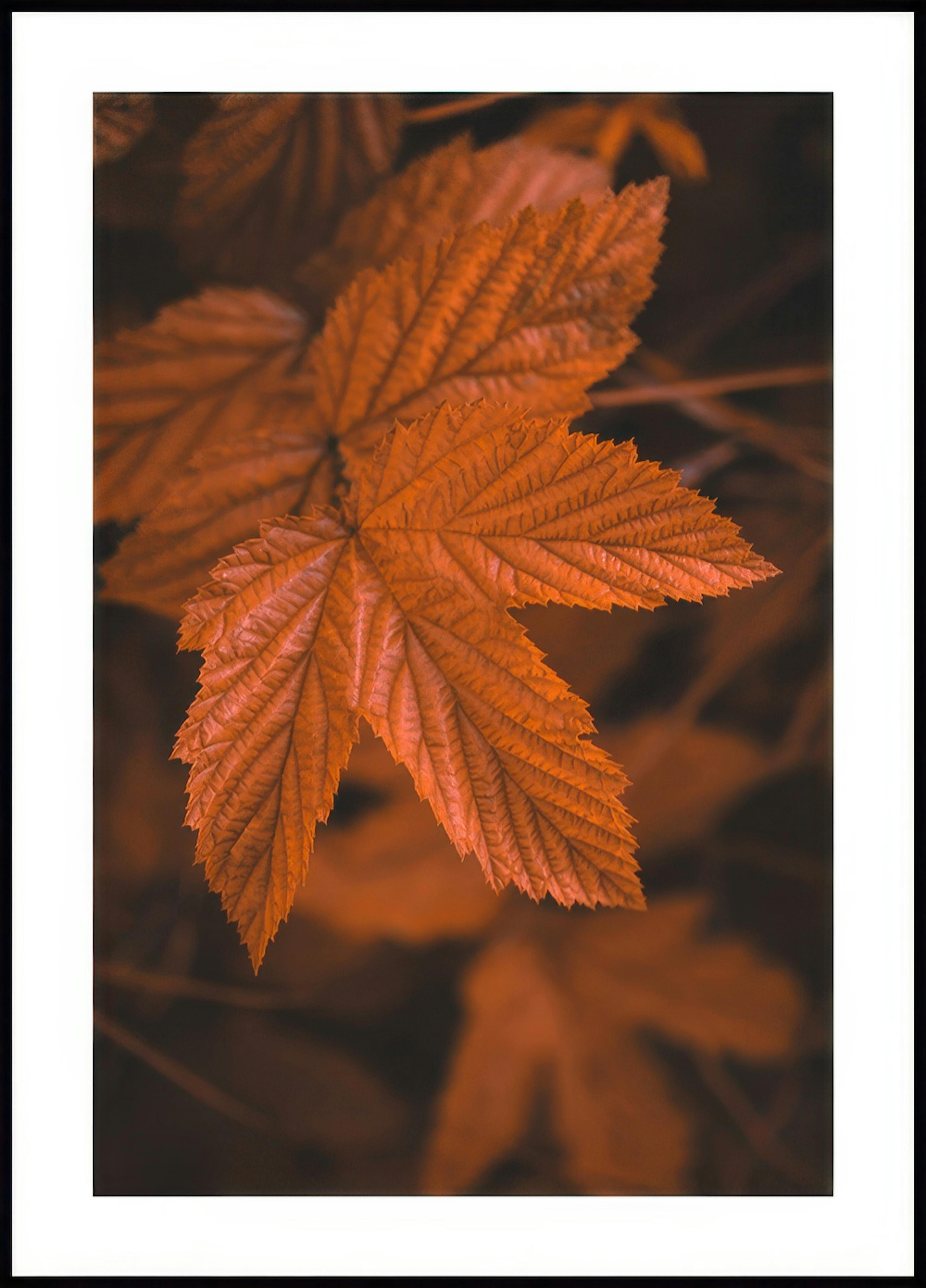 Close Up Leaf Poster 0