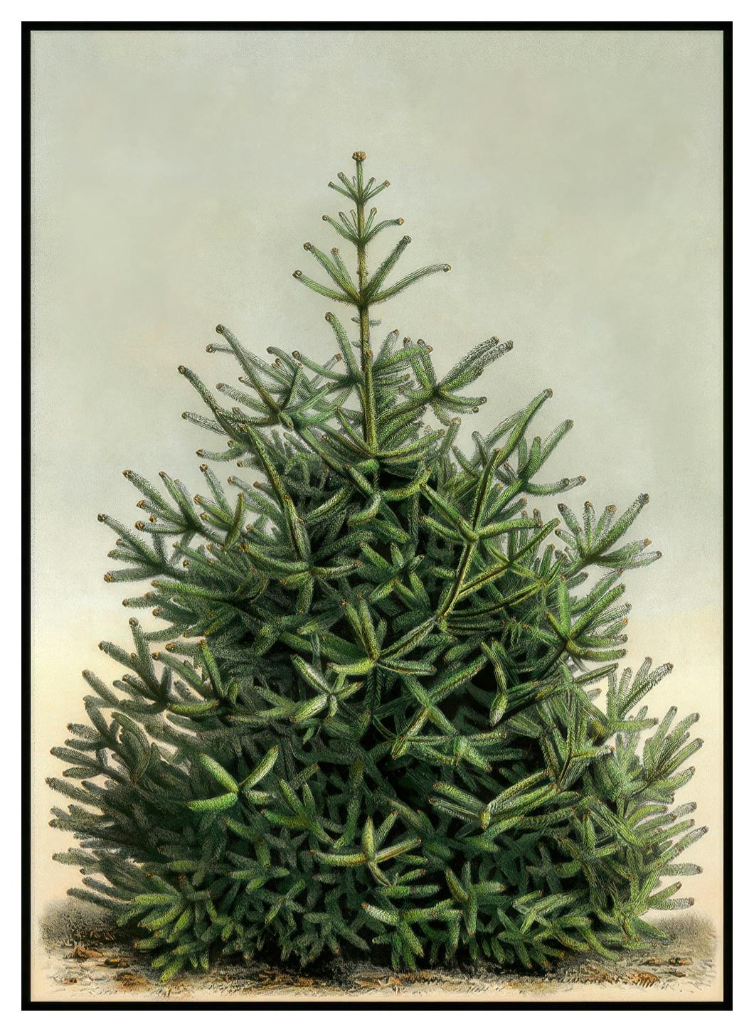 Vintage Fir Poster (30x40 cm) - Poster Store