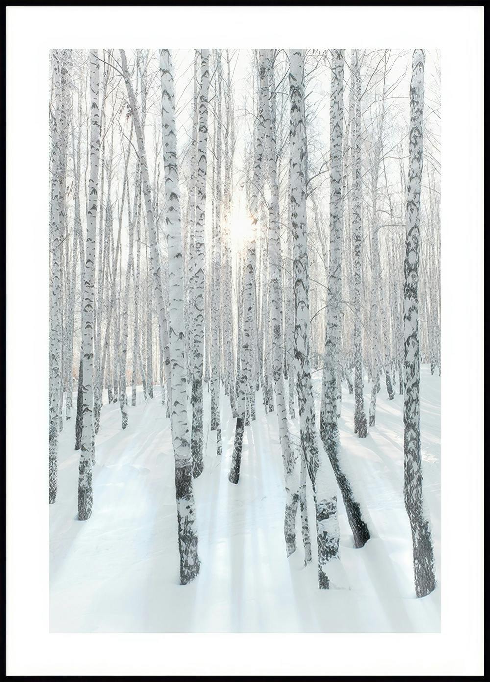 Poster di foresta di betulle innevate 0