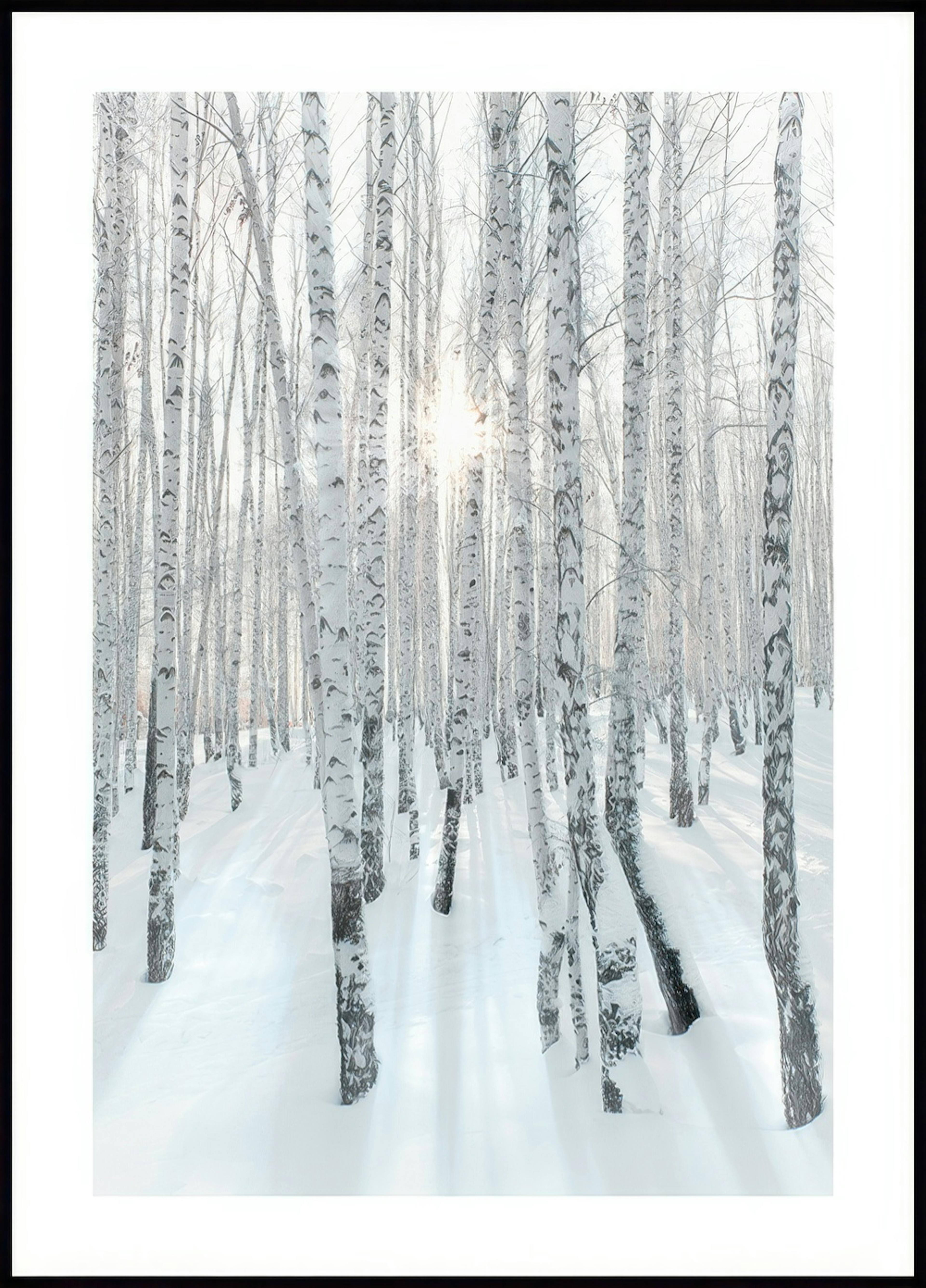 Snowy mesteacan Pădure Poster 0