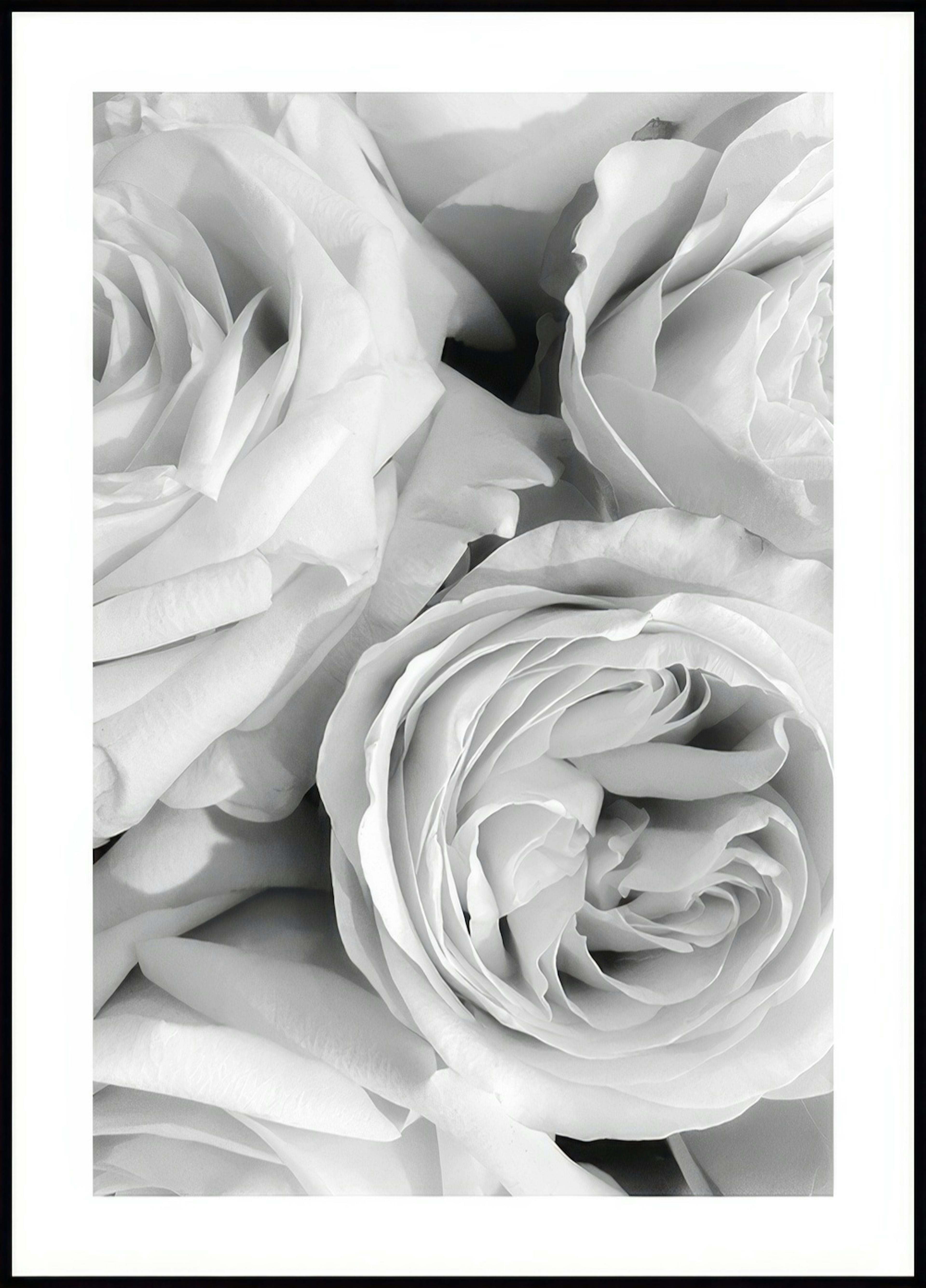 Monochrome Roses Poster 0