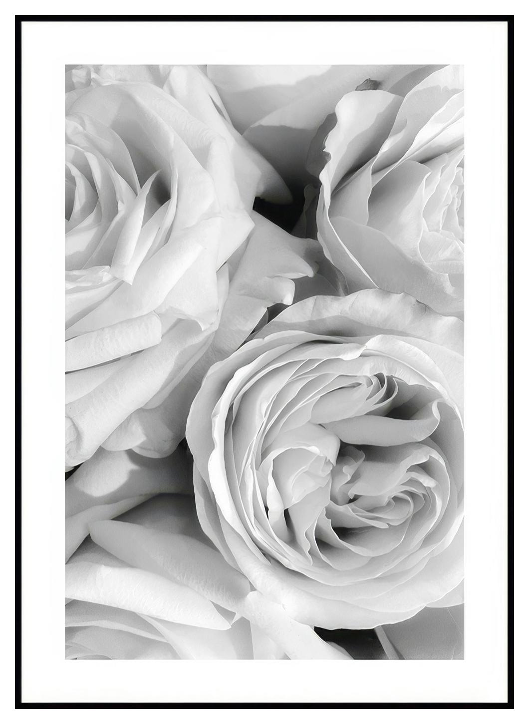 Monokrom roser-plakat (30x40 cm) - Poster Store