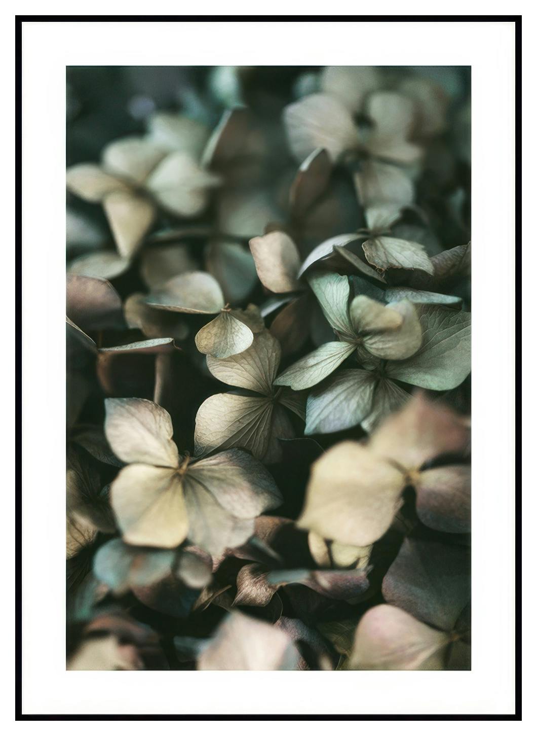 Plakat z hortensją zieloną (50x70 cm) - Poster Store