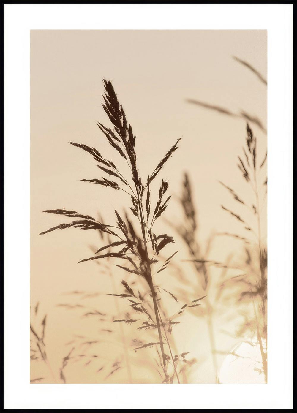 Grass in Sunset Light Poster 0
