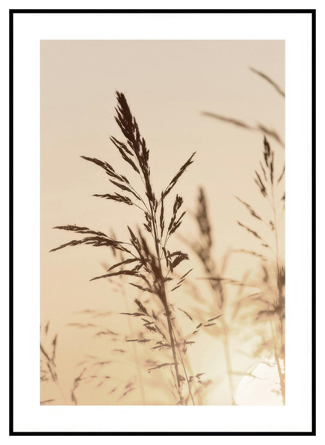 Herbe au coucher du soleil Affiche (50x70 cm) - Poster Store