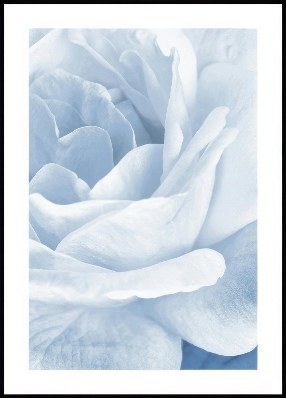 Blauwe Roos Poster 0