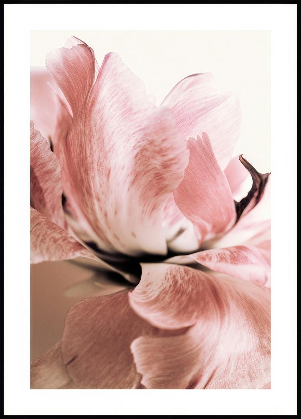 Giglio rosa Poster 0