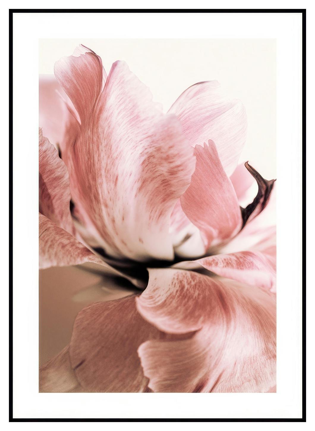 Rosa lilje plakat (50x70 cm) - Poster Store