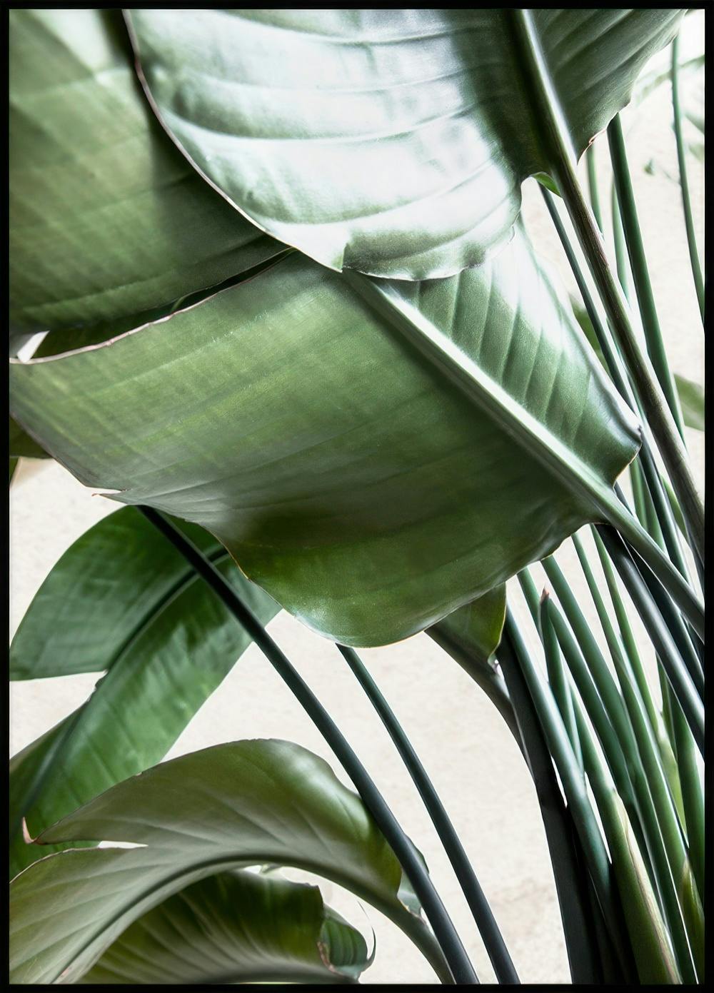 Le foglie della Strelitzia Poster 0