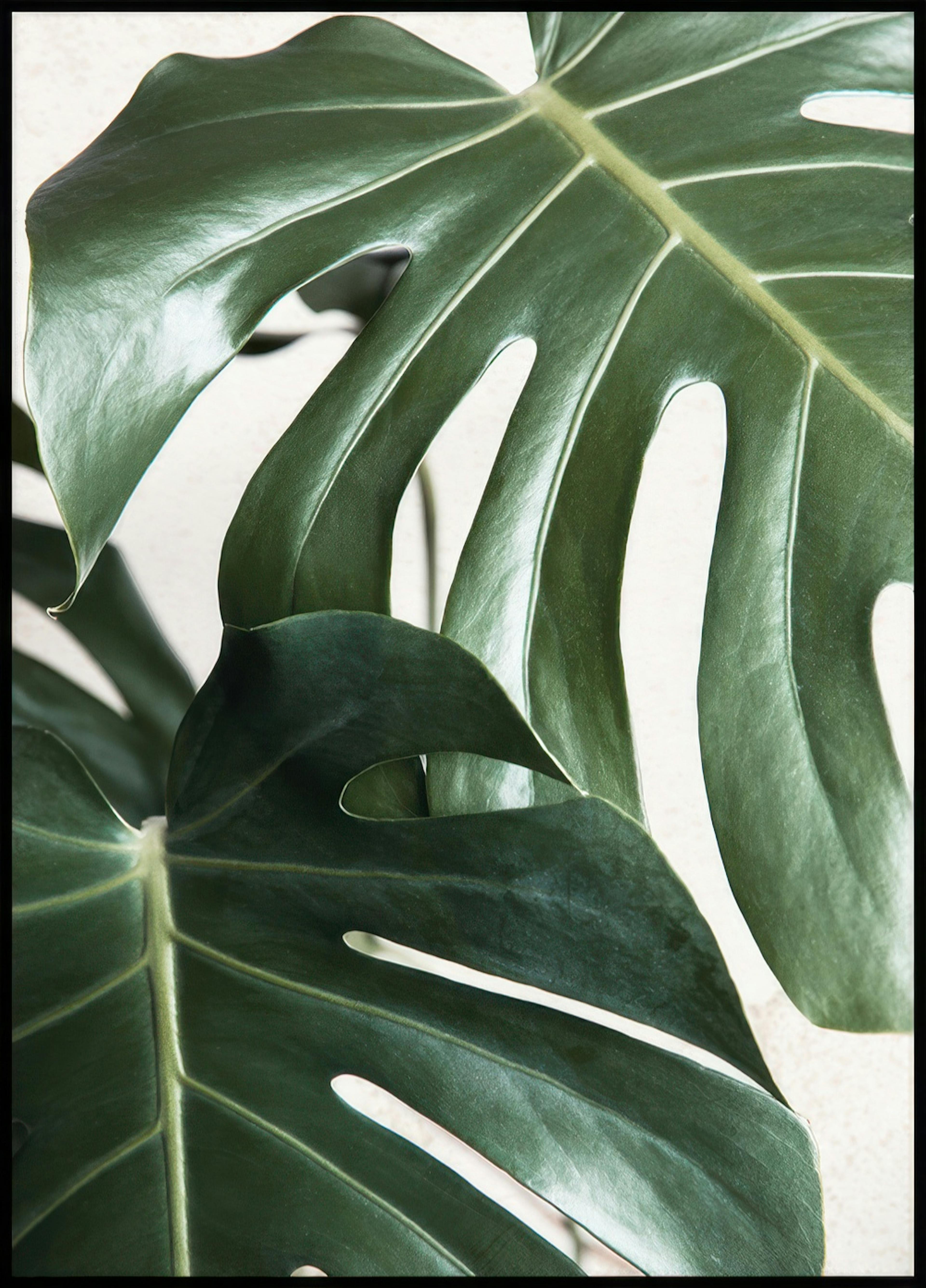 Green Monstera Leaves Poster 0