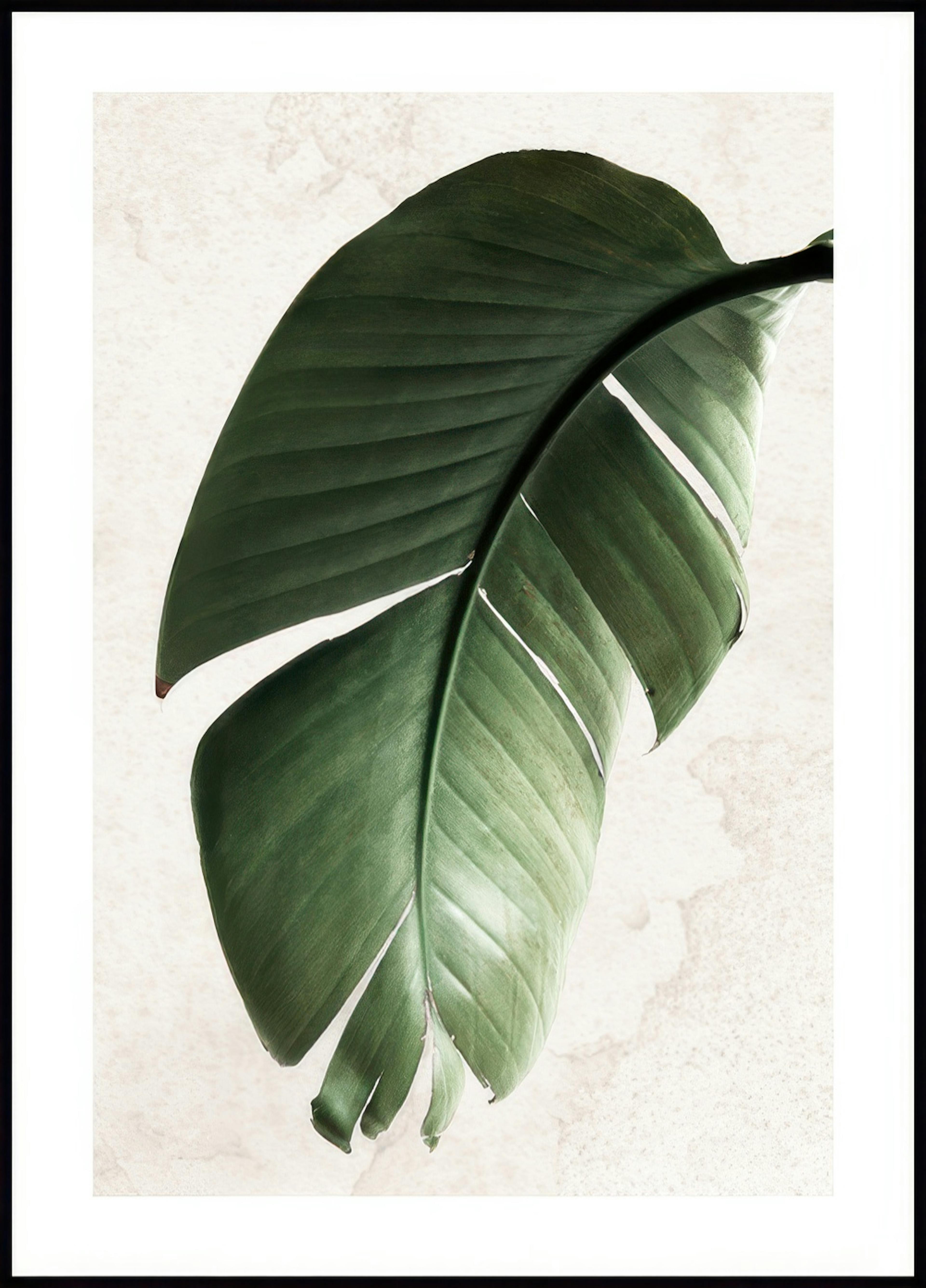 Green Strelitzia Leaf Plakát 0