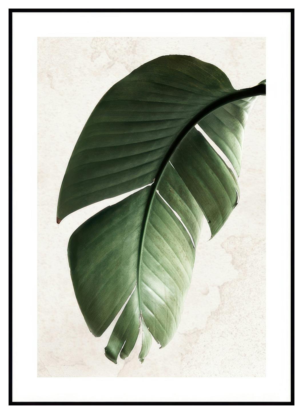 Zielony liść Strelitzii Plakat (21x30 cm) - Poster Store