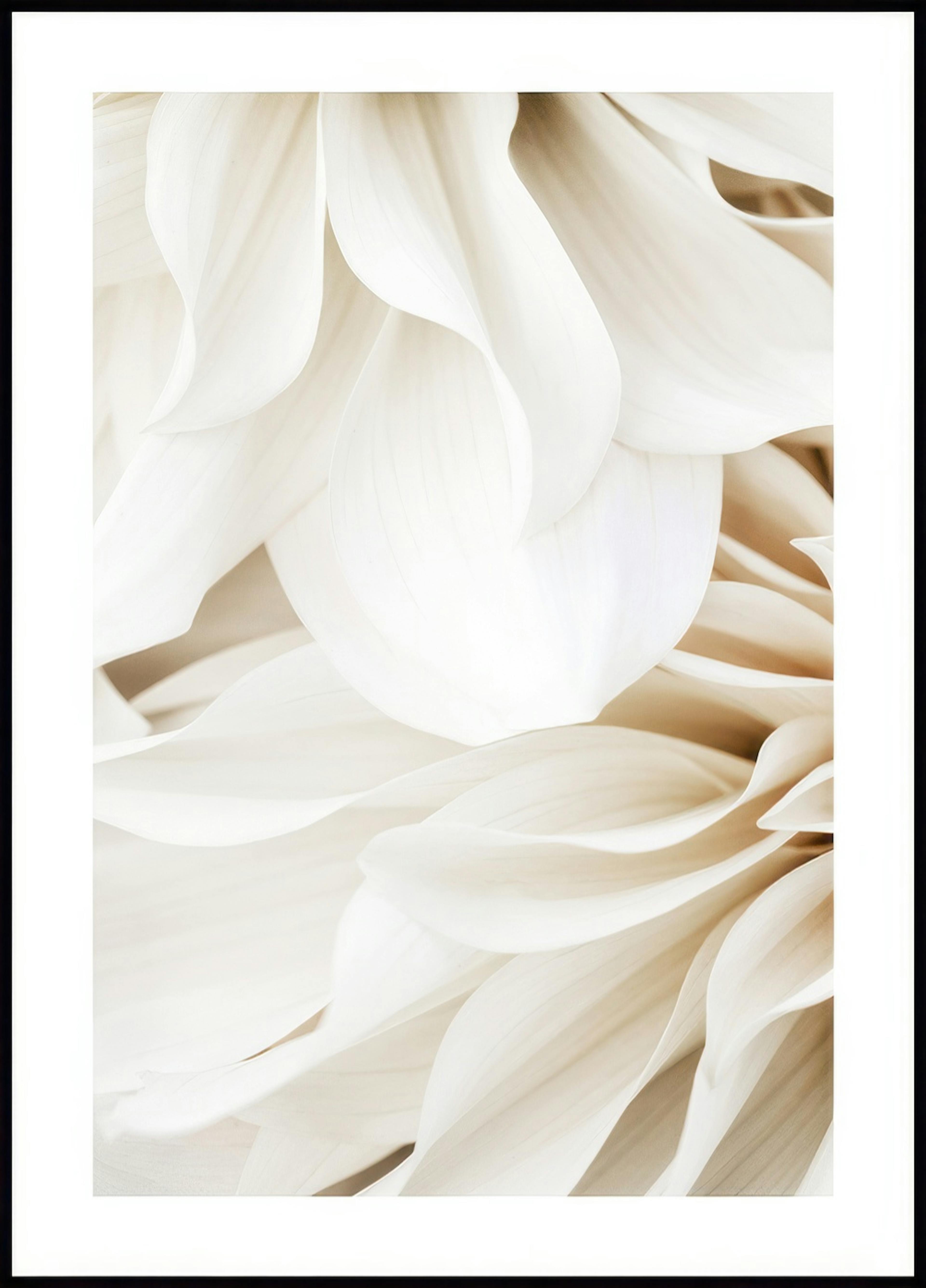 Dahlia Traum No1 Poster 0