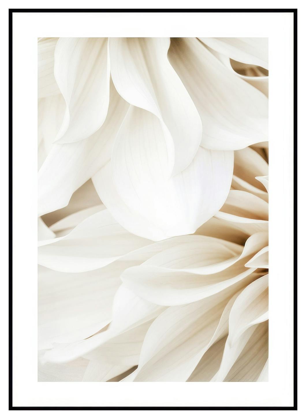Dahliadroom poster nr. 1 (30x40 cm) - Poster Store