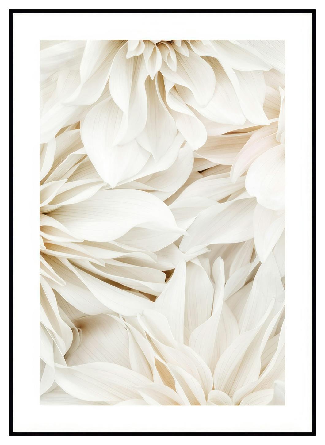 Dahlia Dream No2 plakat (30x40 cm) - Poster Store