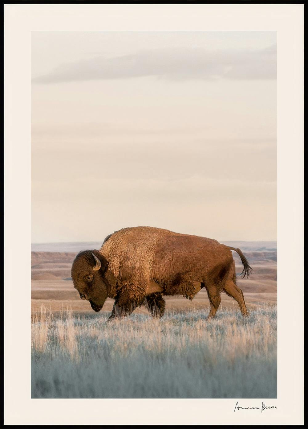 American Bison Poster 0