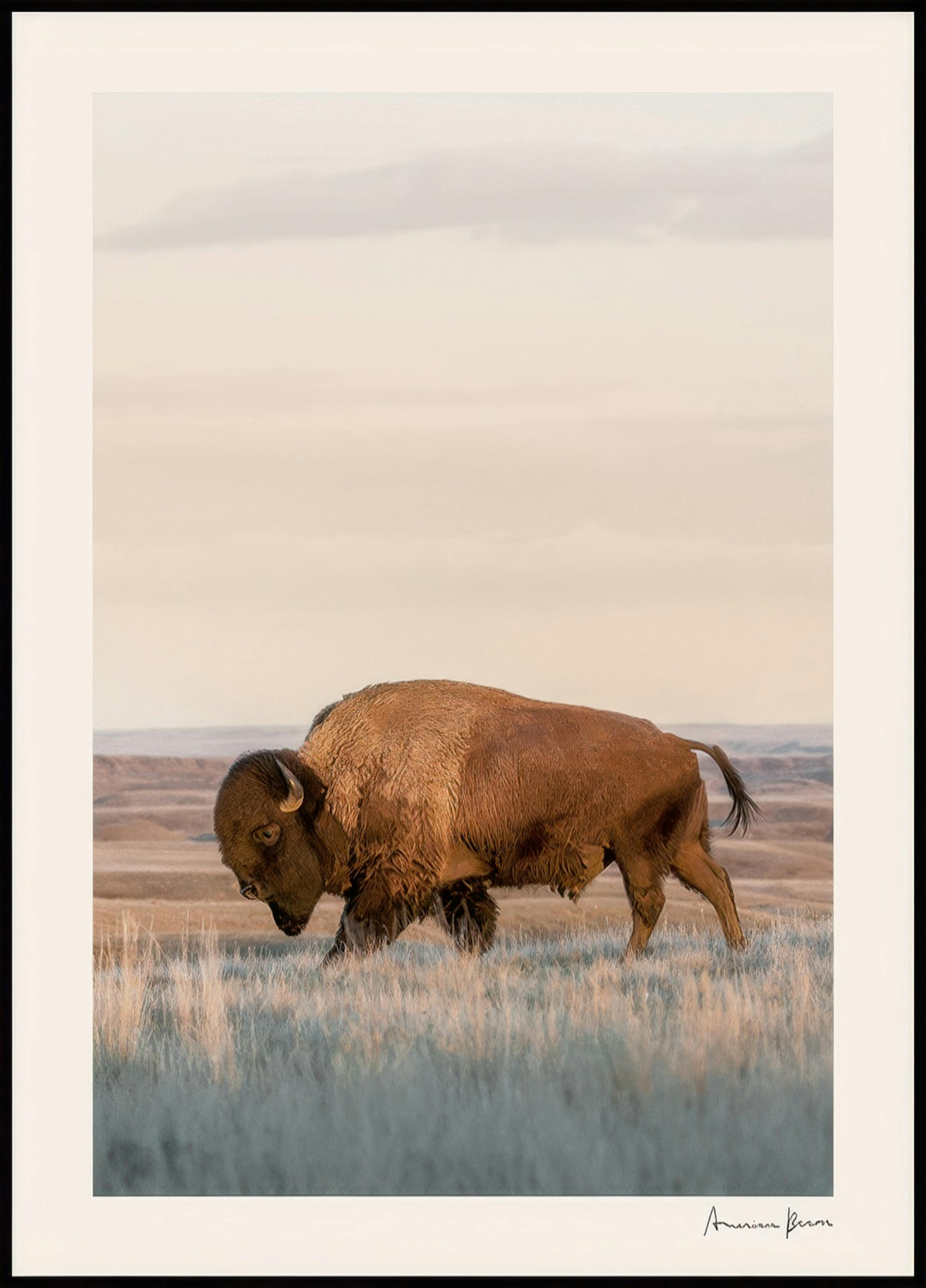 Bisonte americano póster 0