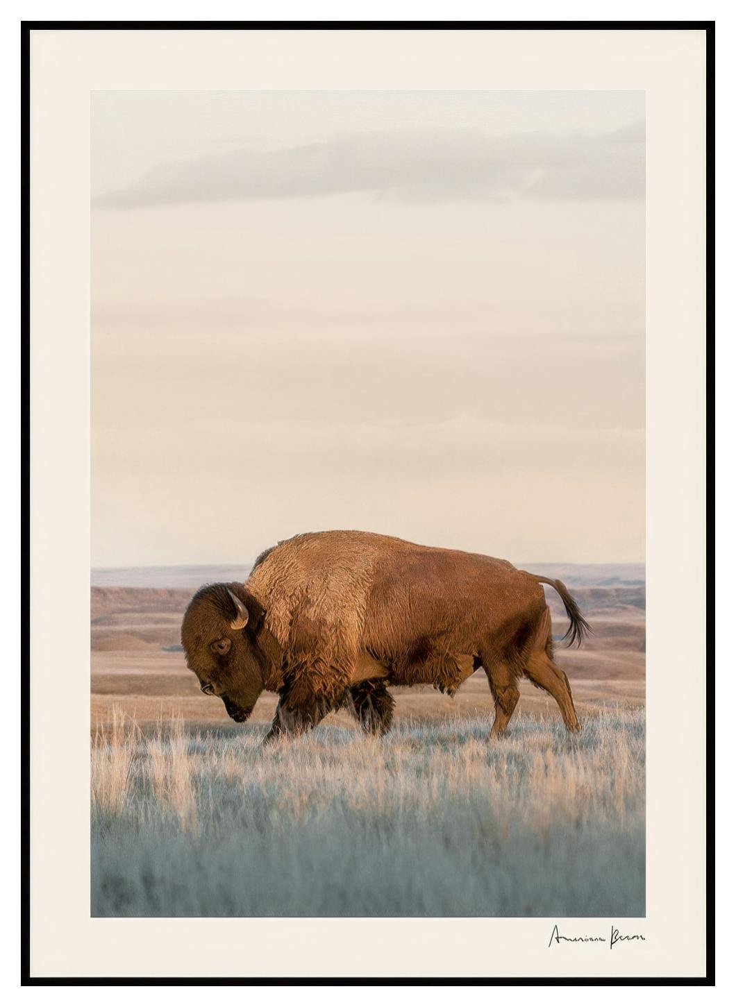 Amerikansk Bison plakat (30x40 cm) - Poster Store