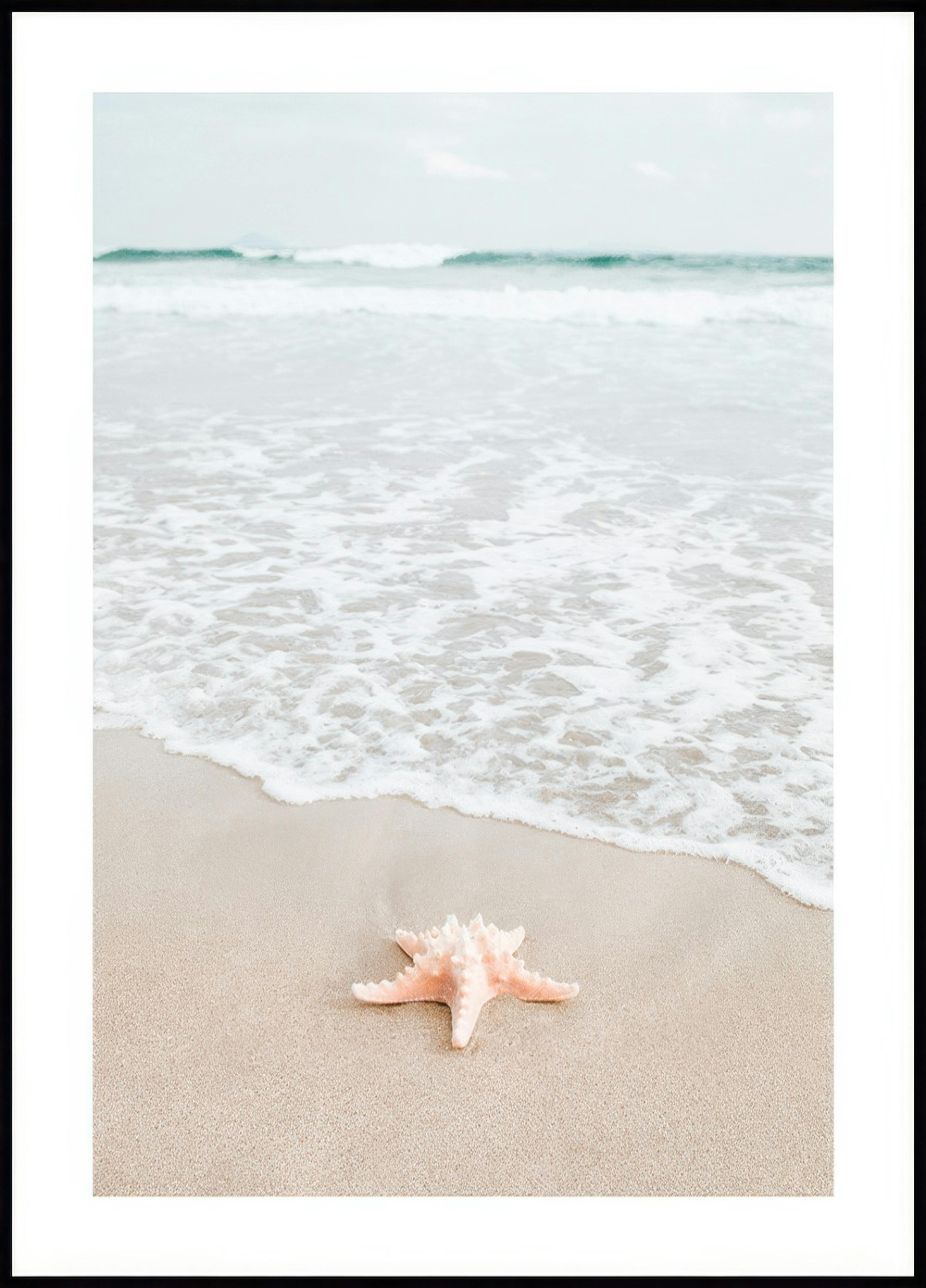 Étoile de Mer en Focus Affiche 0