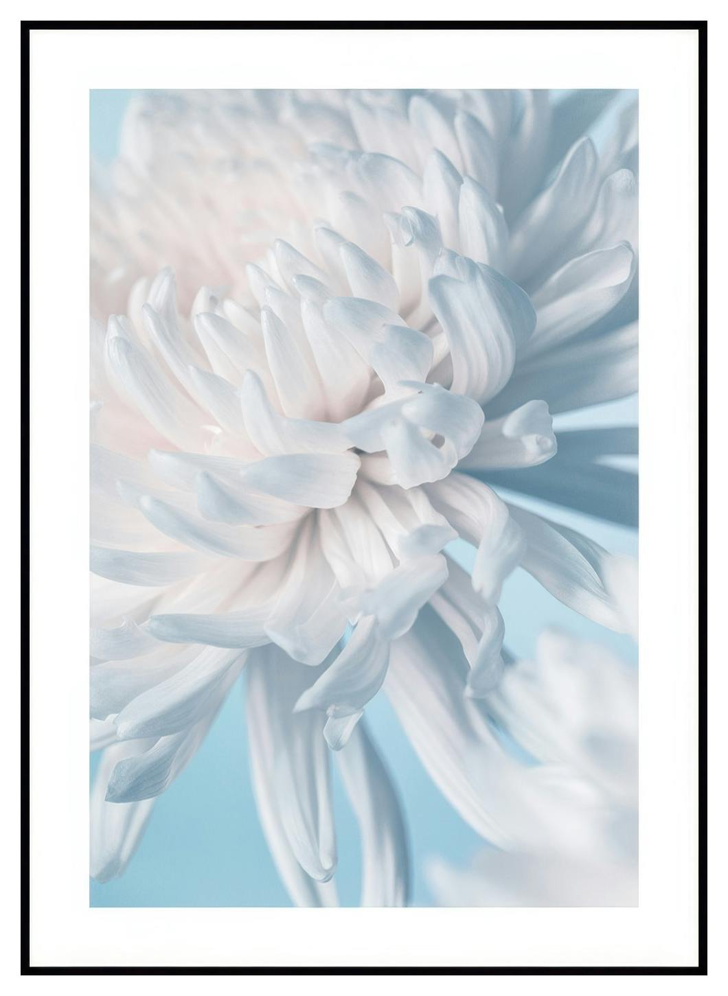 Poster van pastel chrysant (30x40 cm) - Poster Store
