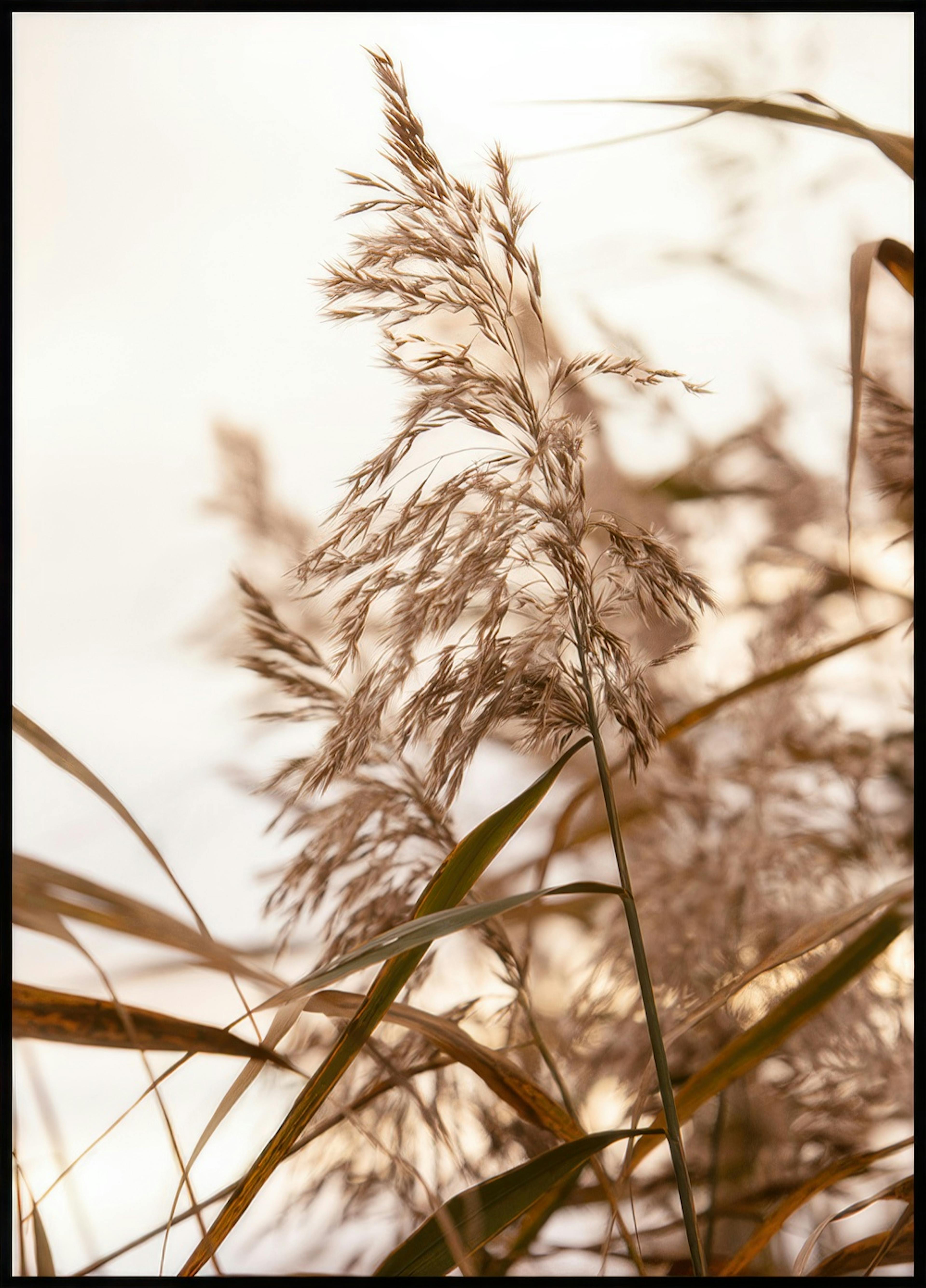 Reeds in Sunrise Poster 0