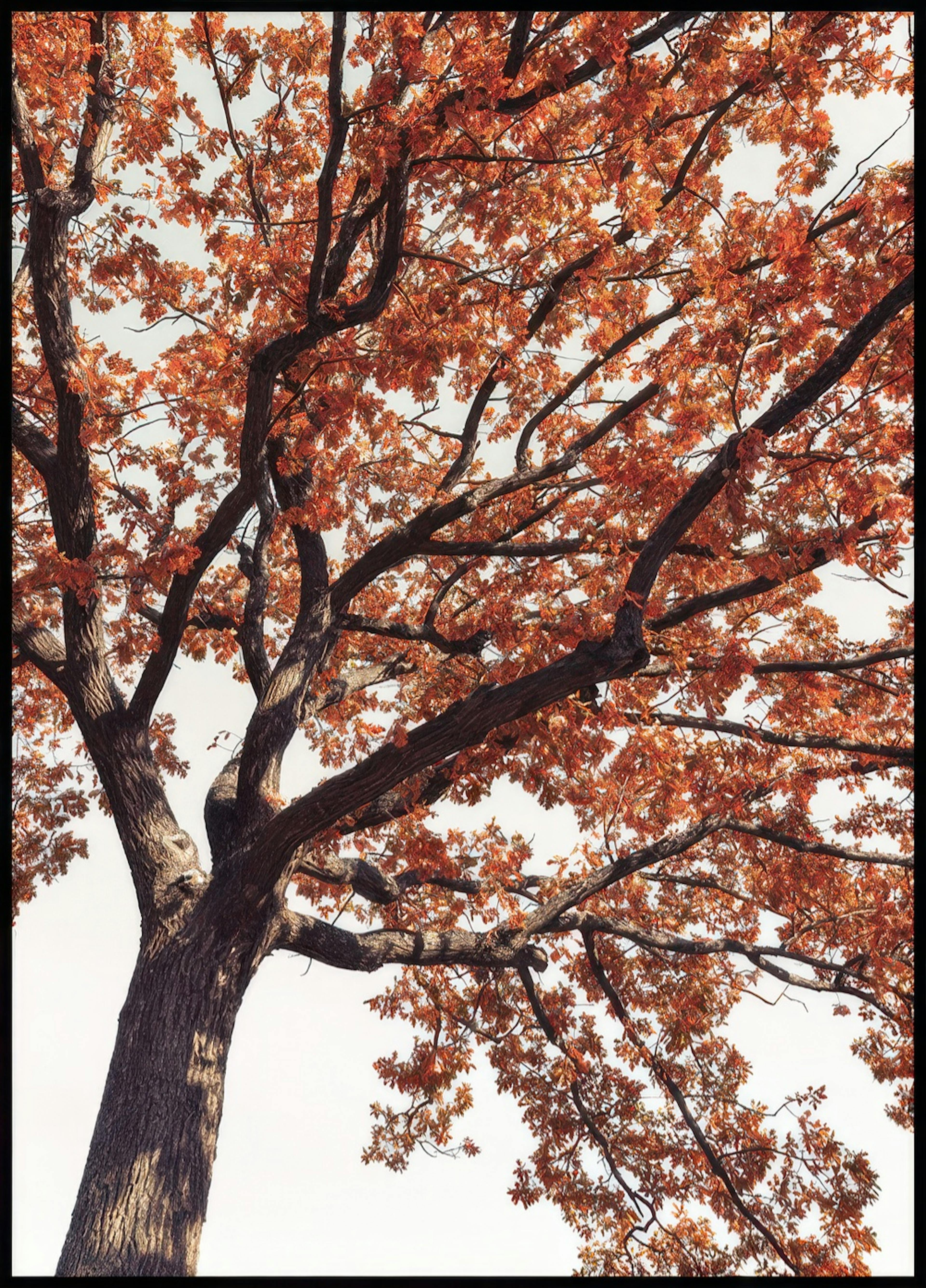 Red Tree Crown Poster 0