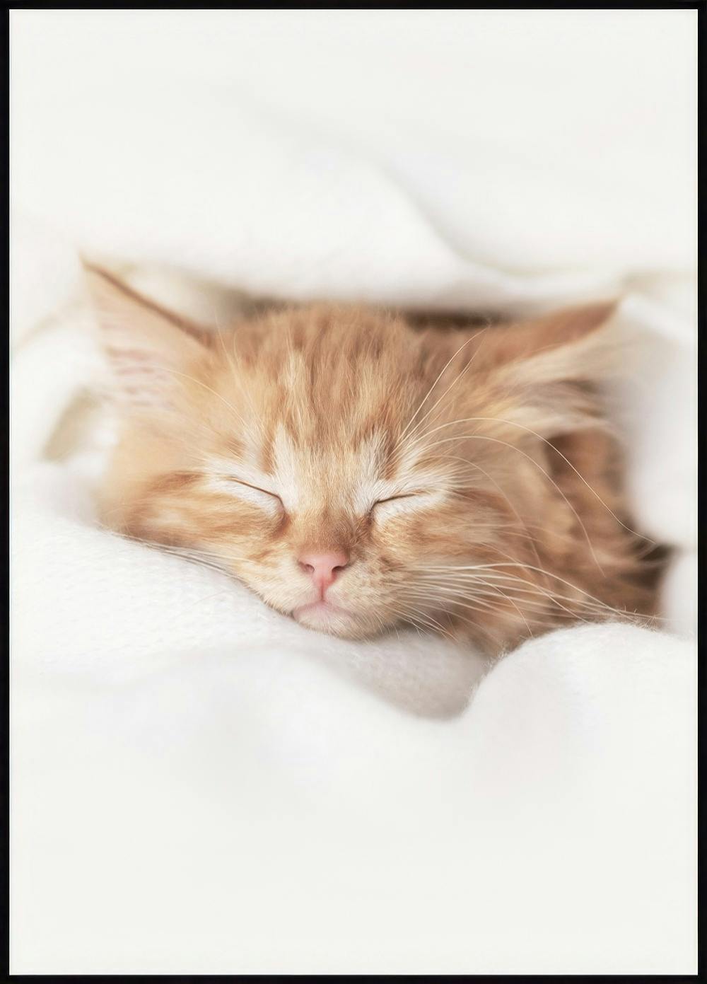 Sleepy Kitten Poster 0