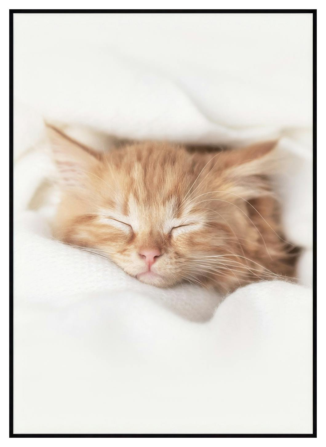 Chaton Endormi Poster (50x70 cm) - Poster Store