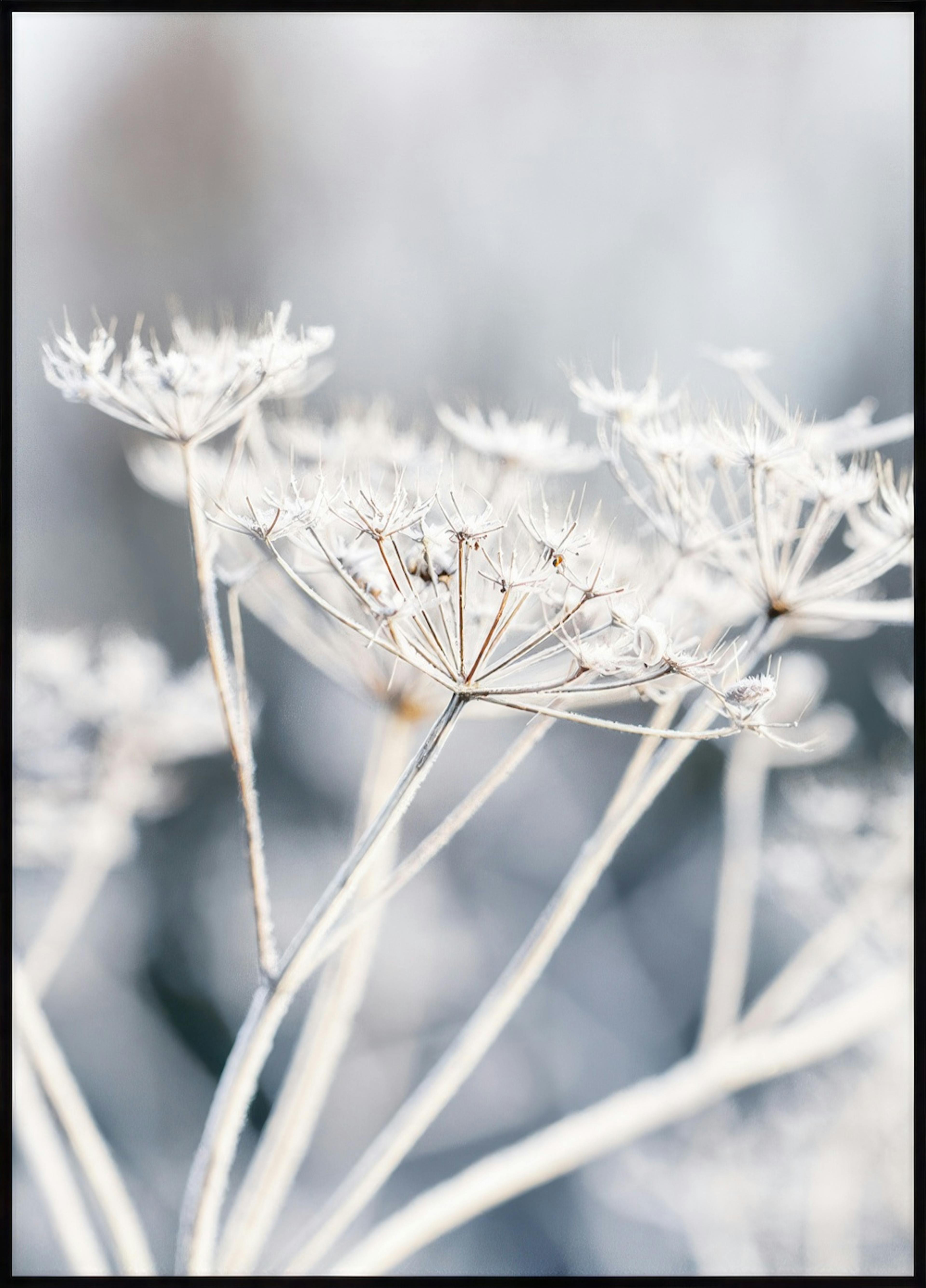 Frozen Flower Poster 0
