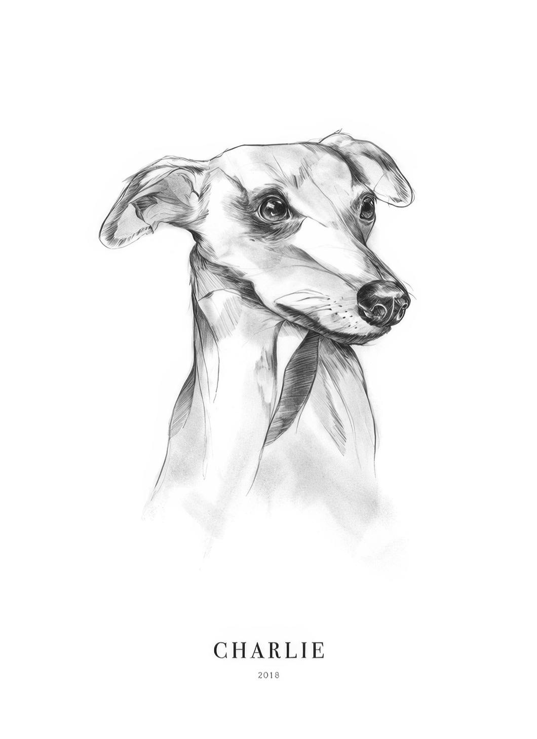 Cane Whippet poster personalizzato (50x70 cm) - Poster Store