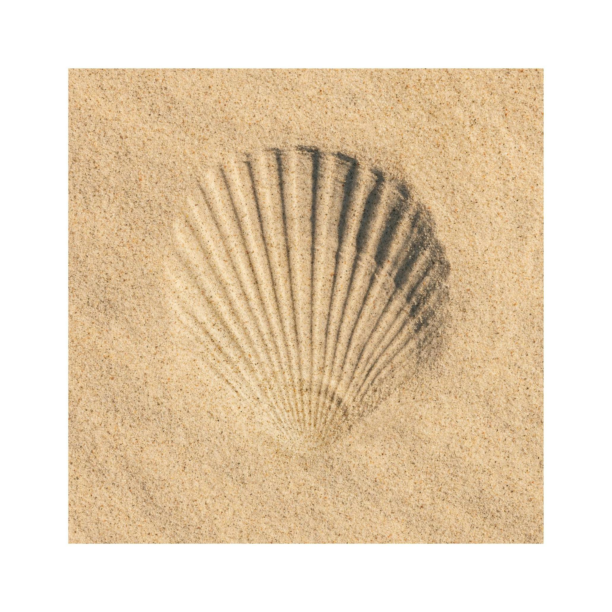 Sandsnäcka Poster (50x50 cm) - Poster Store