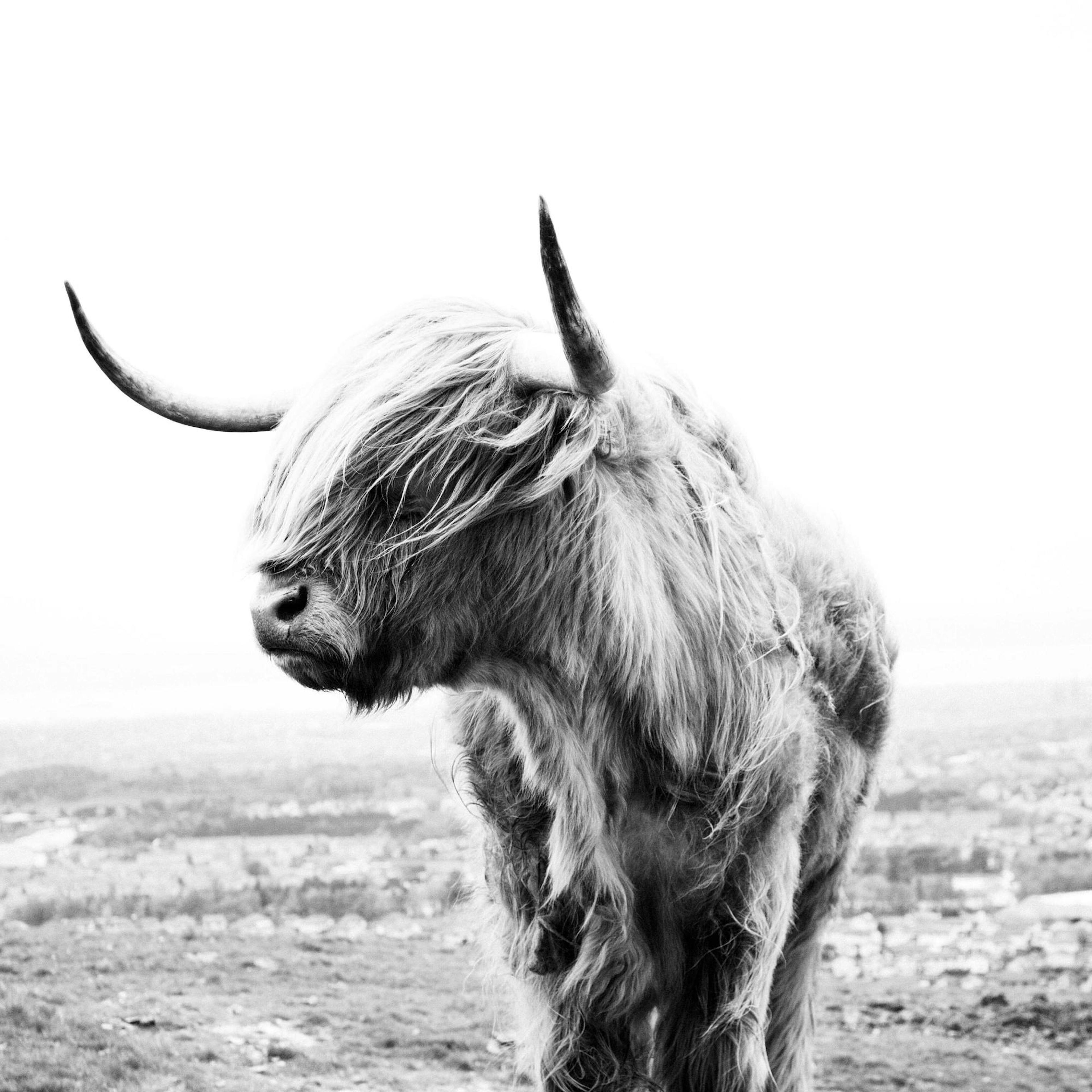 Highland Cow B&W Poster thumbnail