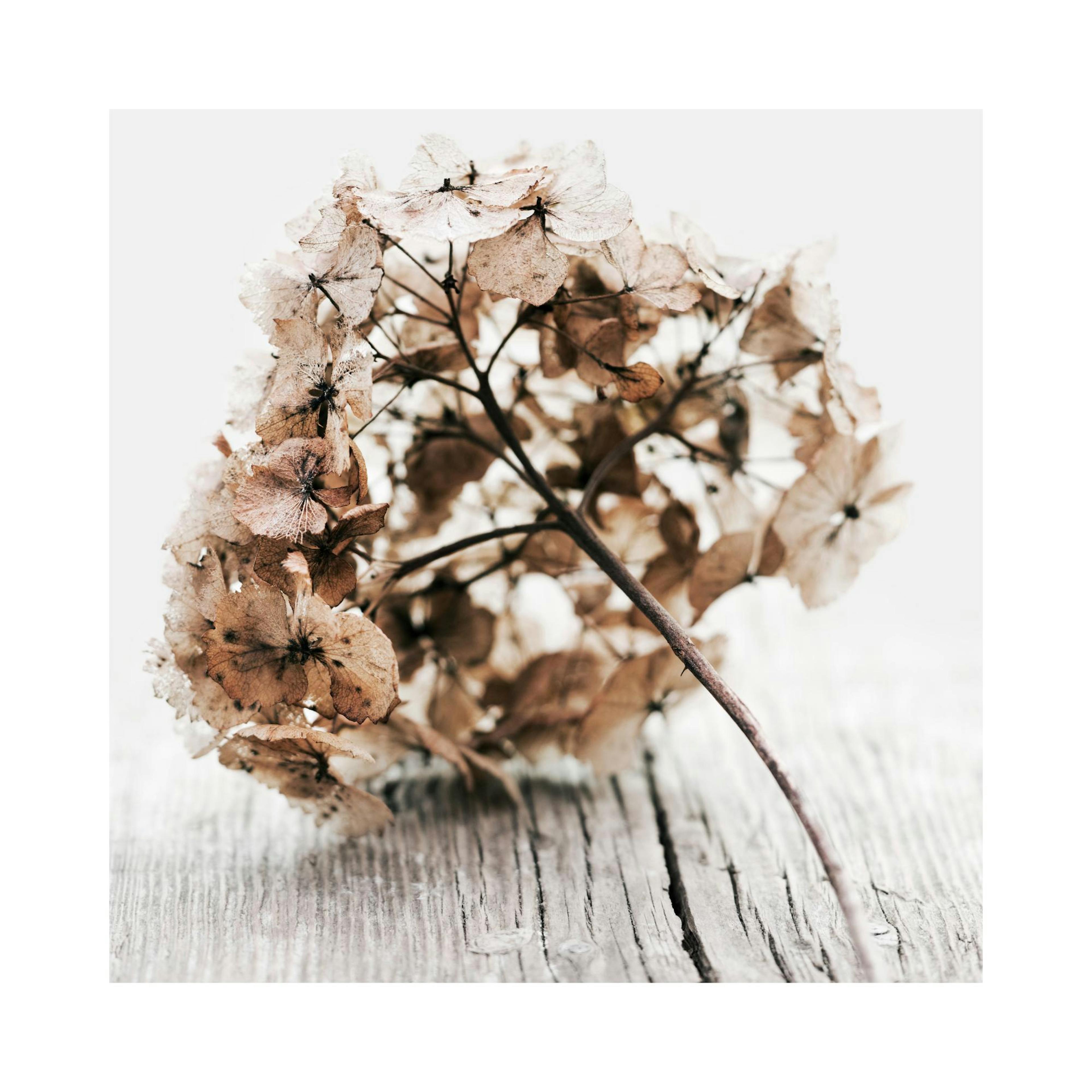 Dried Hydrangea Flower Poster thumbnail