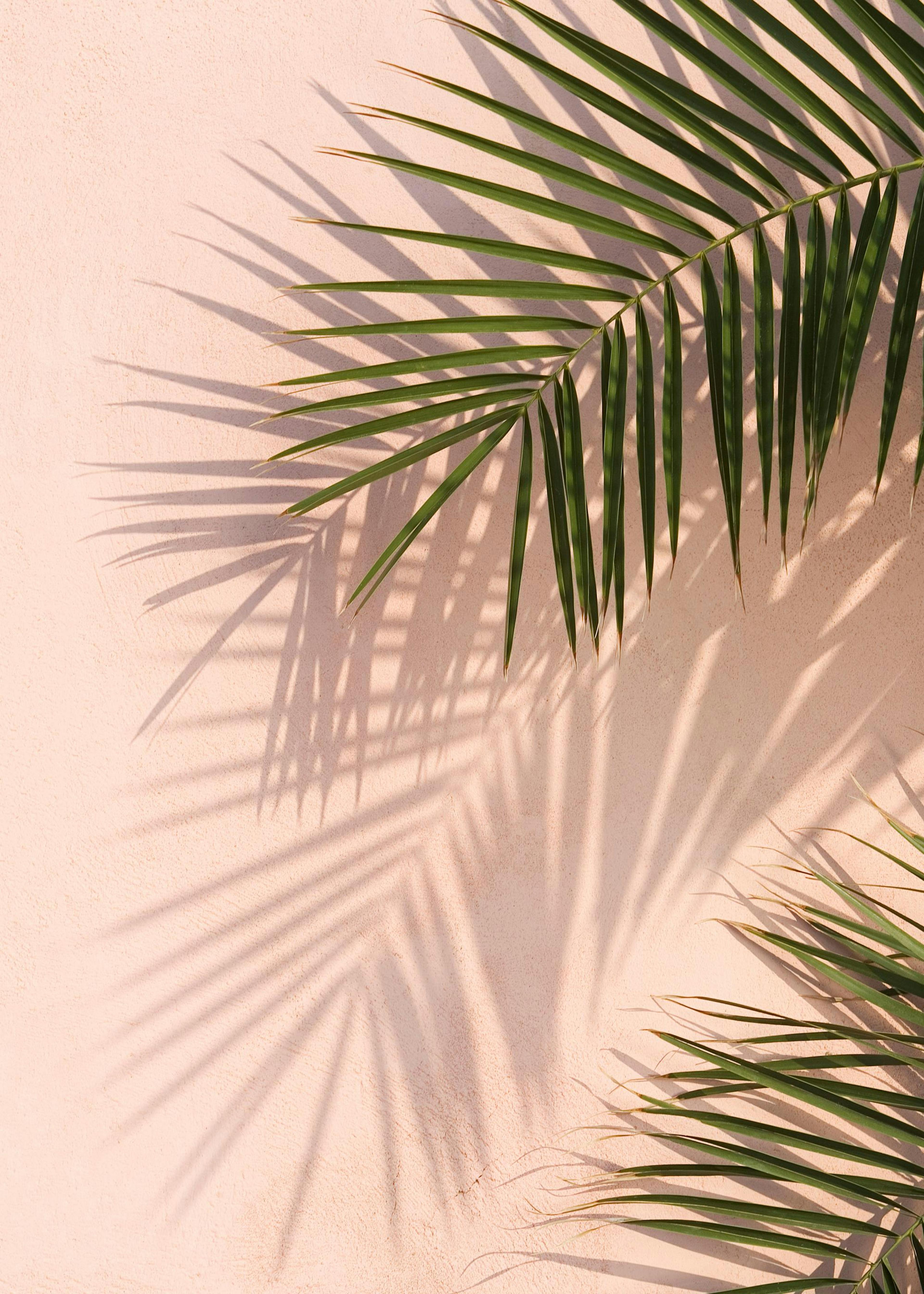 Pink Wall Palms Poster 0