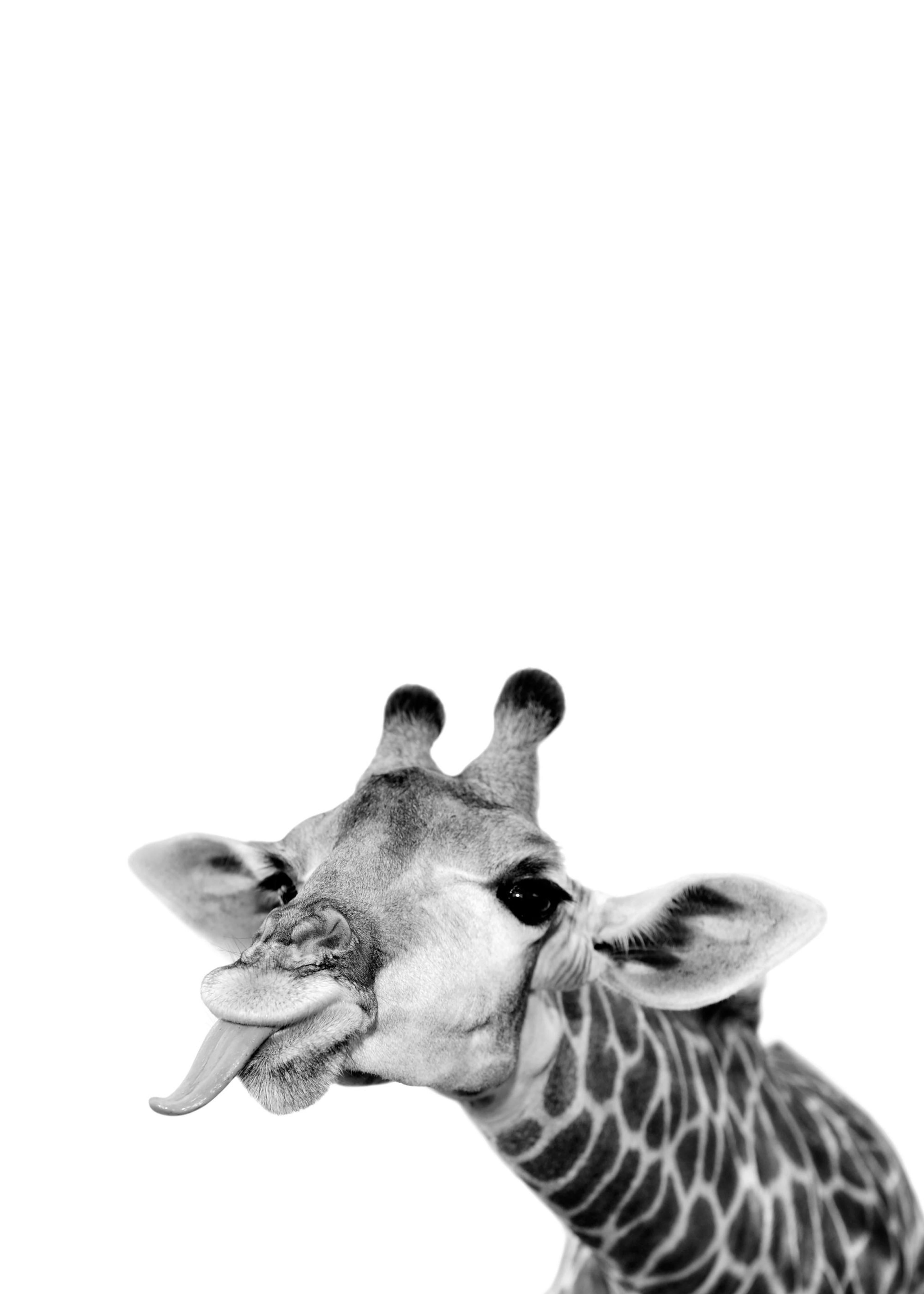 Funny Giraffe Poster 0