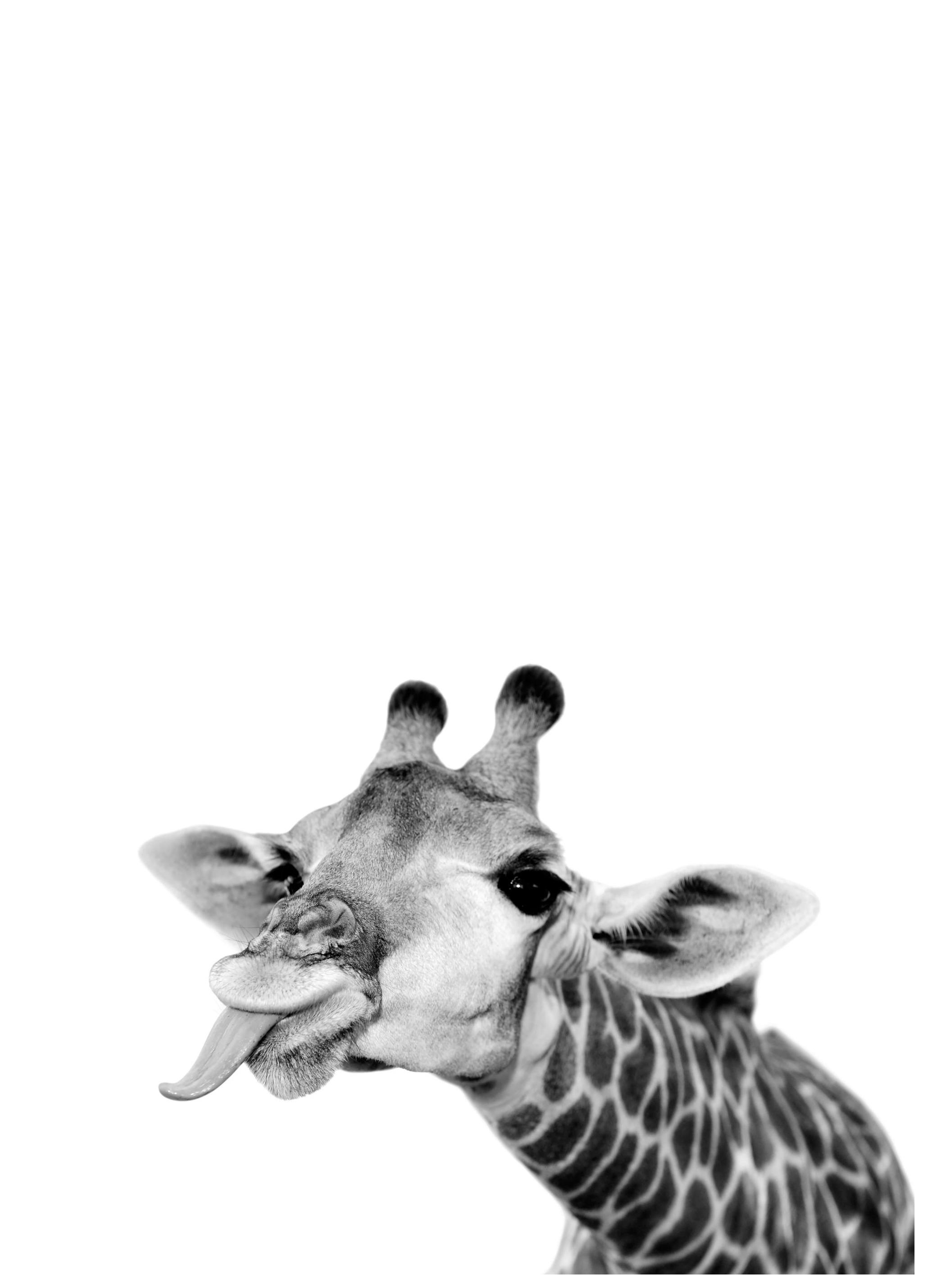 Funny Giraffe Poster (21x30 cm) - Poster Store