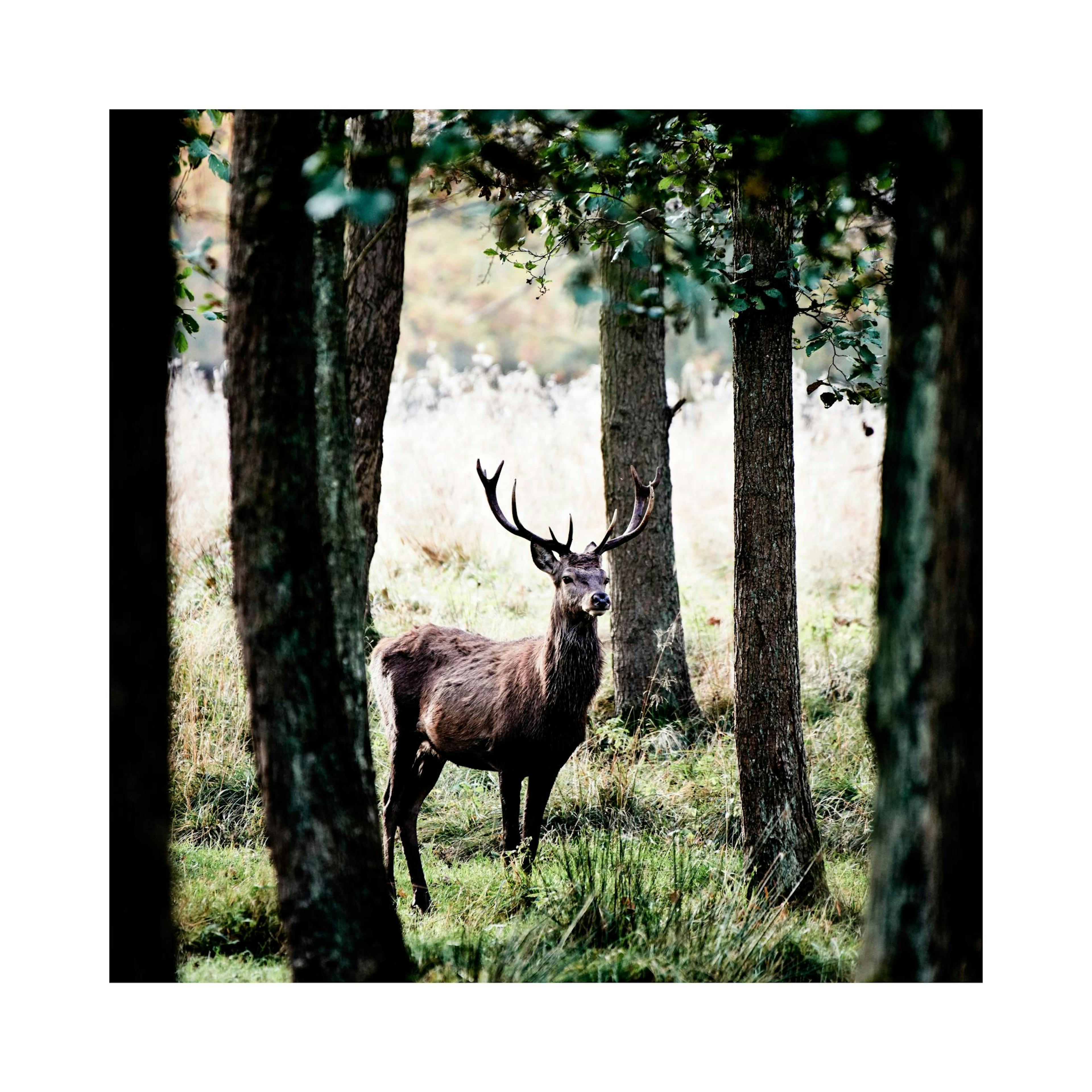 Stag Poster thumbnail