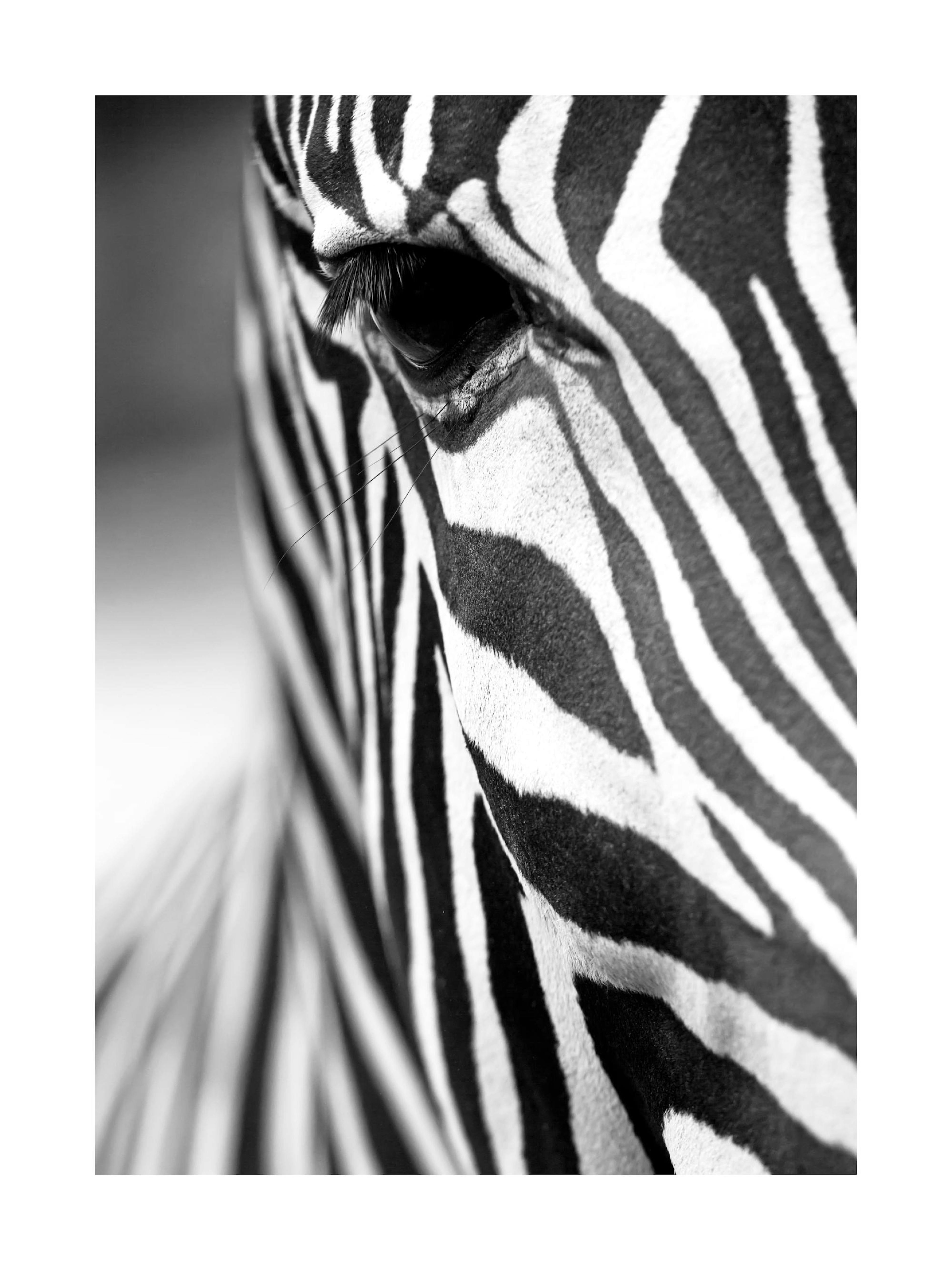 Zebra Stripes Poster thumbnail