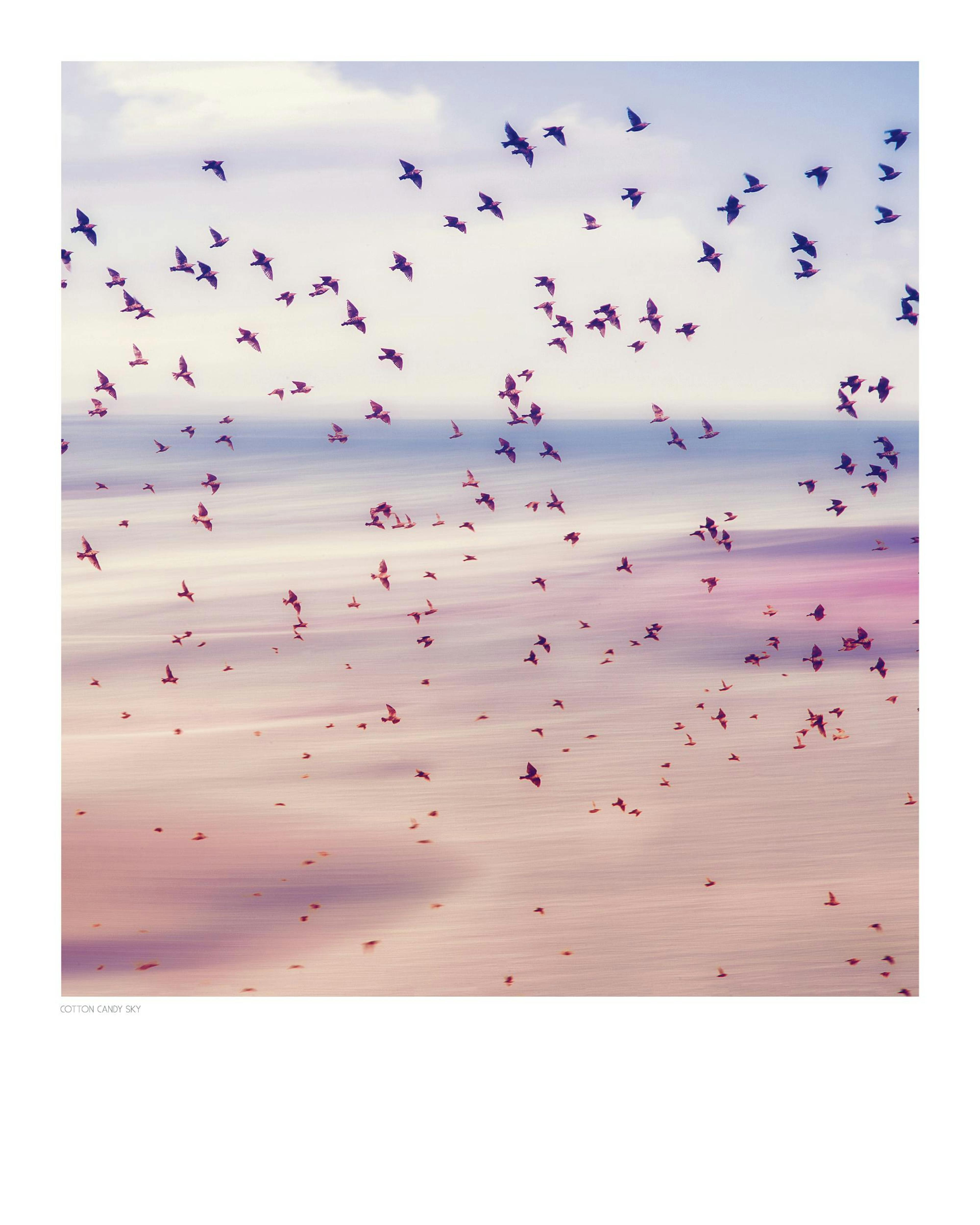 Spring Migration Juliste thumbnail