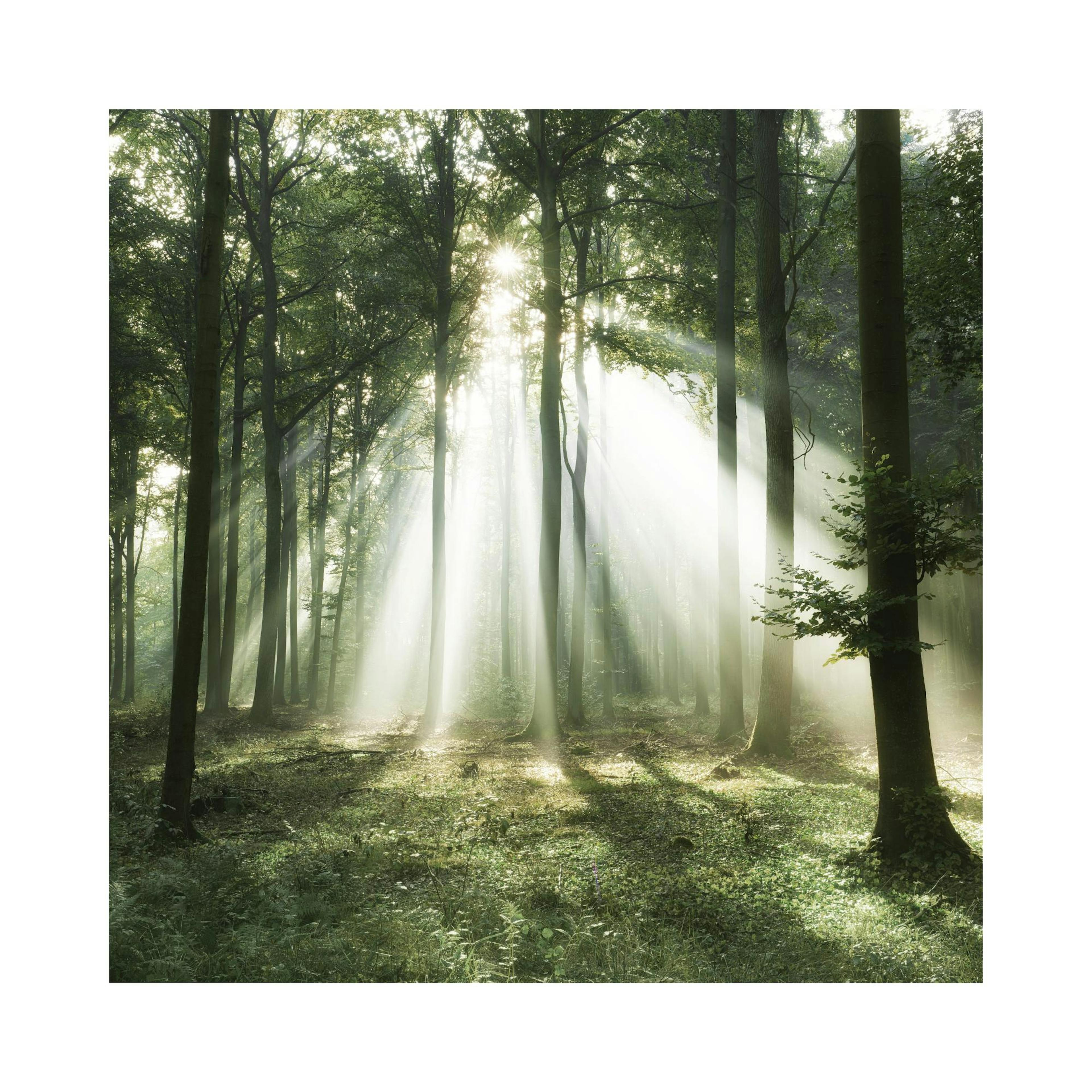 Morning Forest Poster thumbnail