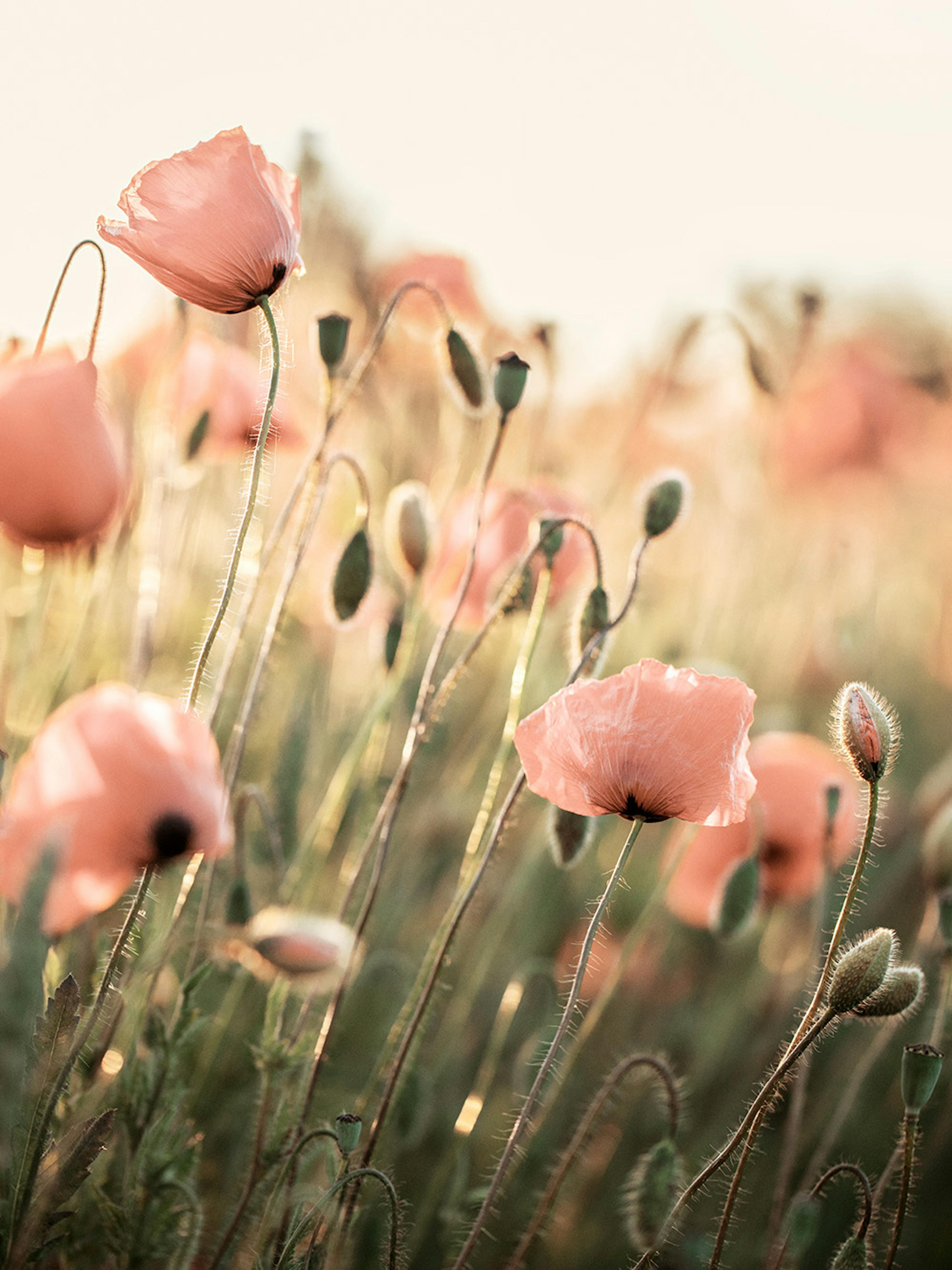 Rosa Mohnblumen Poster thumbnail