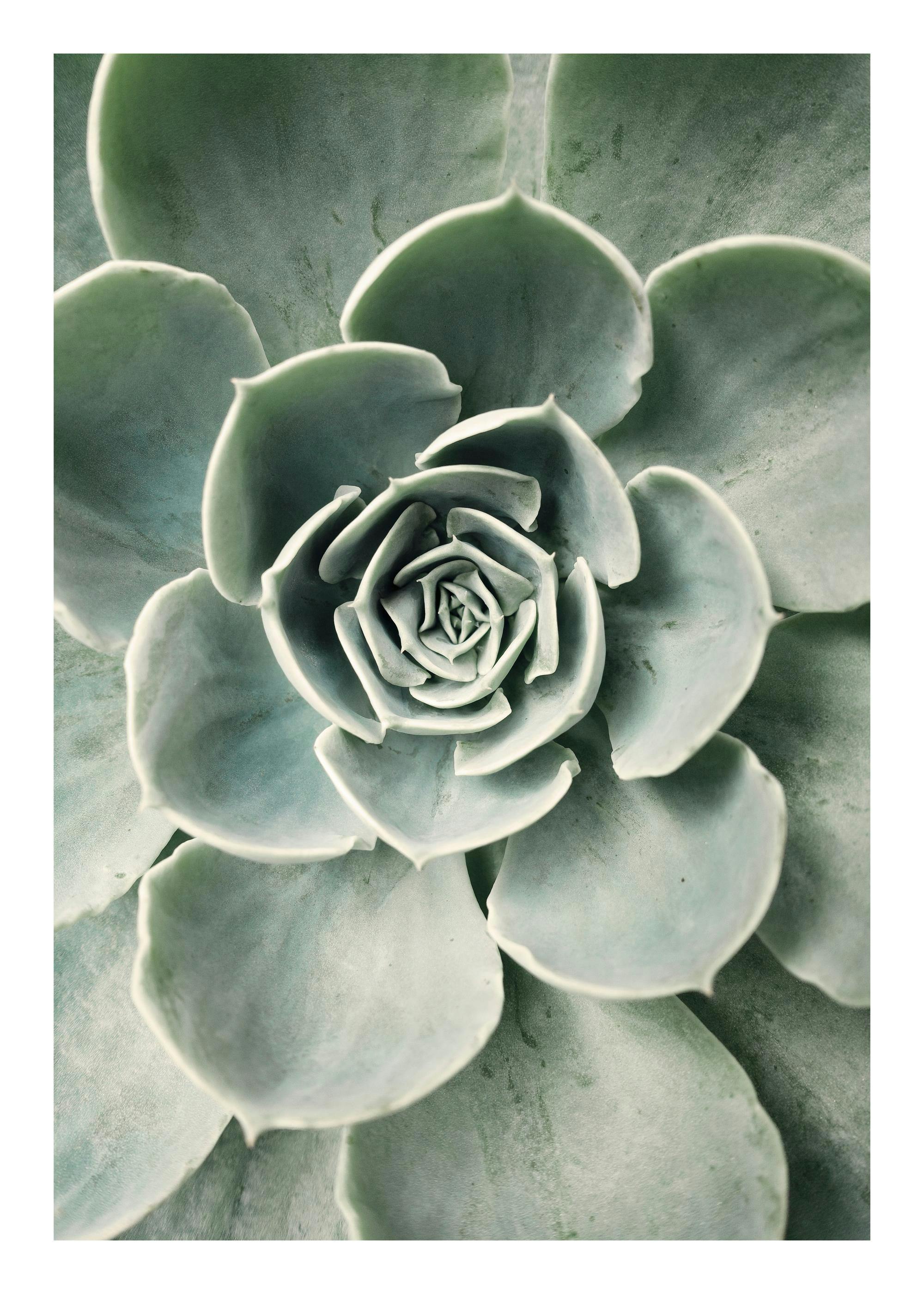Poster cactus 0